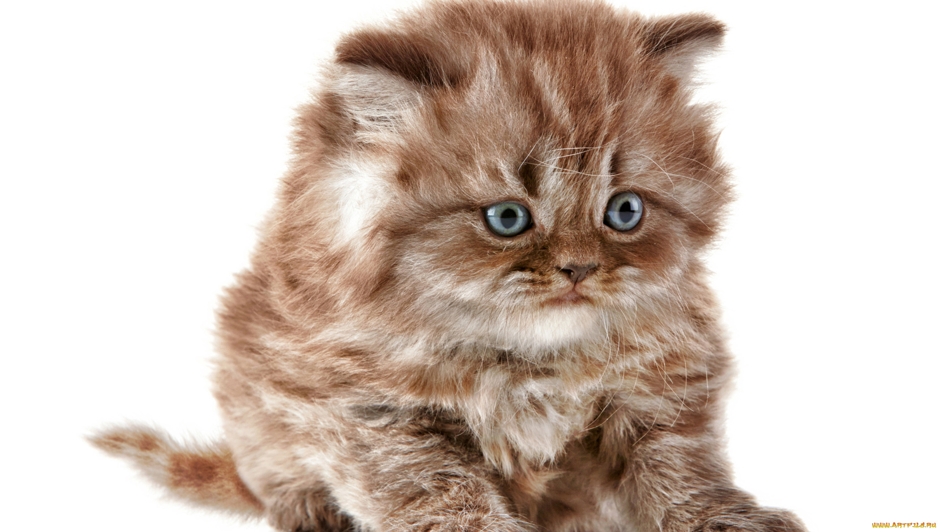 котик, животные, коты, кот, животное, фауна, взгляд, цвет, поза