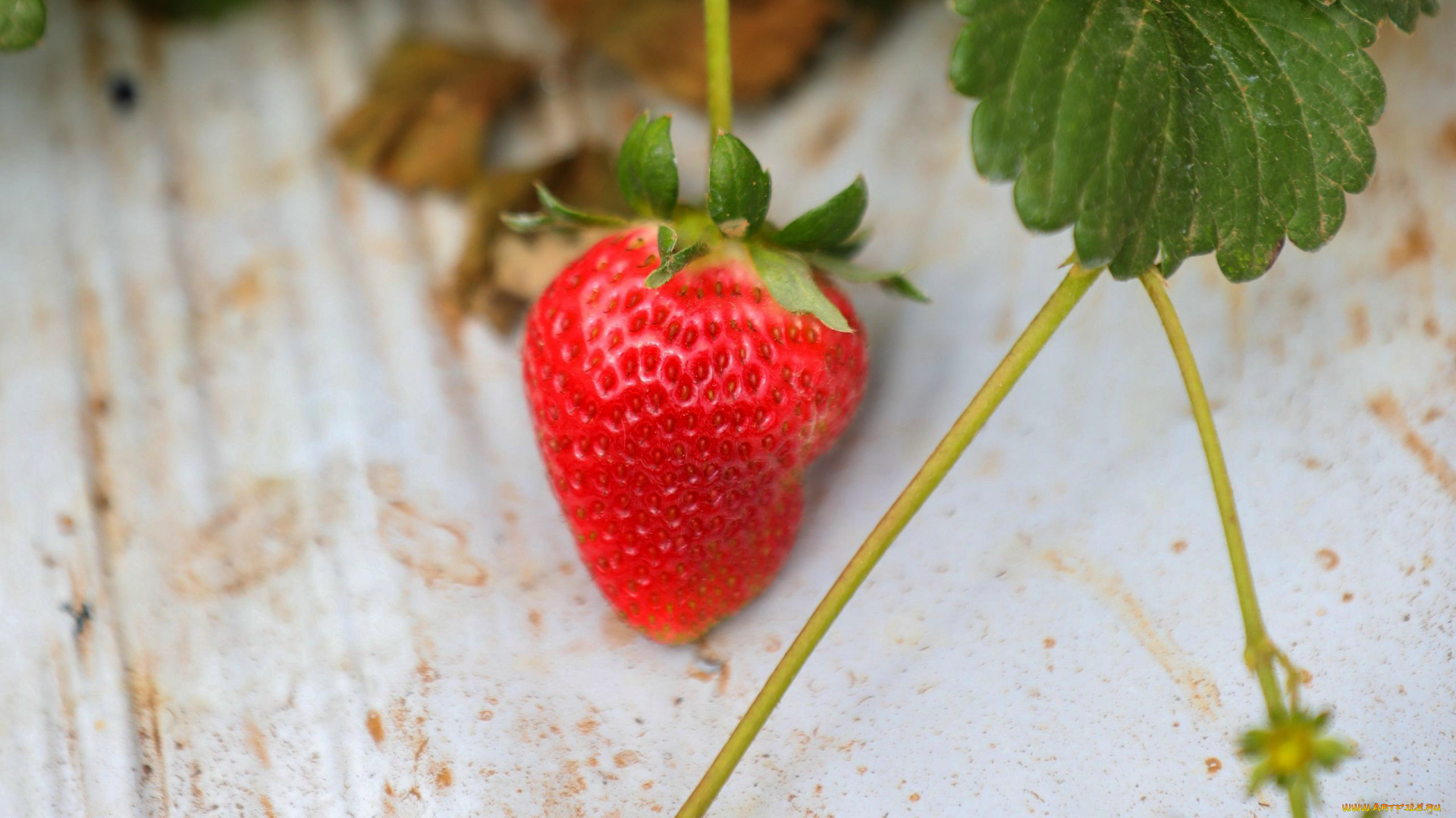 природа, ягоды, клубника