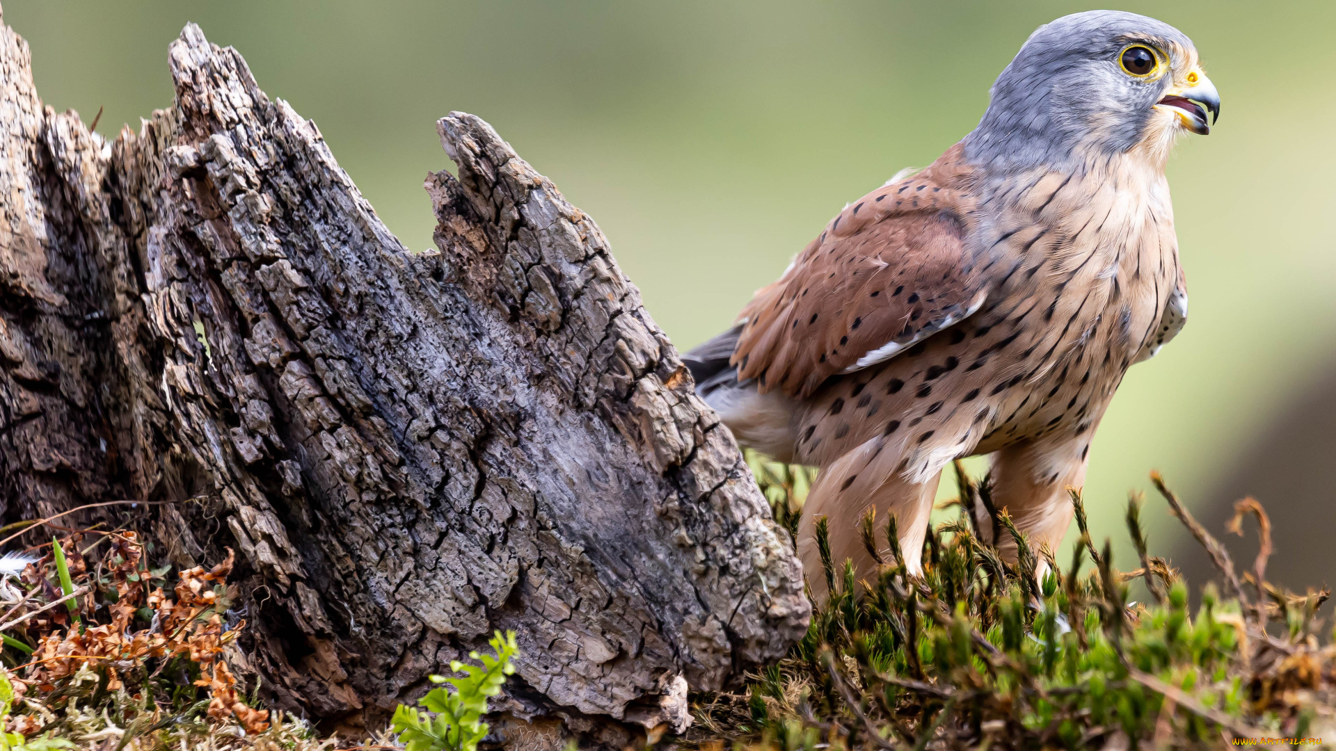 пустельга, обыкновенная, животные, птицы, -, хищники, пустельга, обыкновенная, птица, фауна, дикая, природа