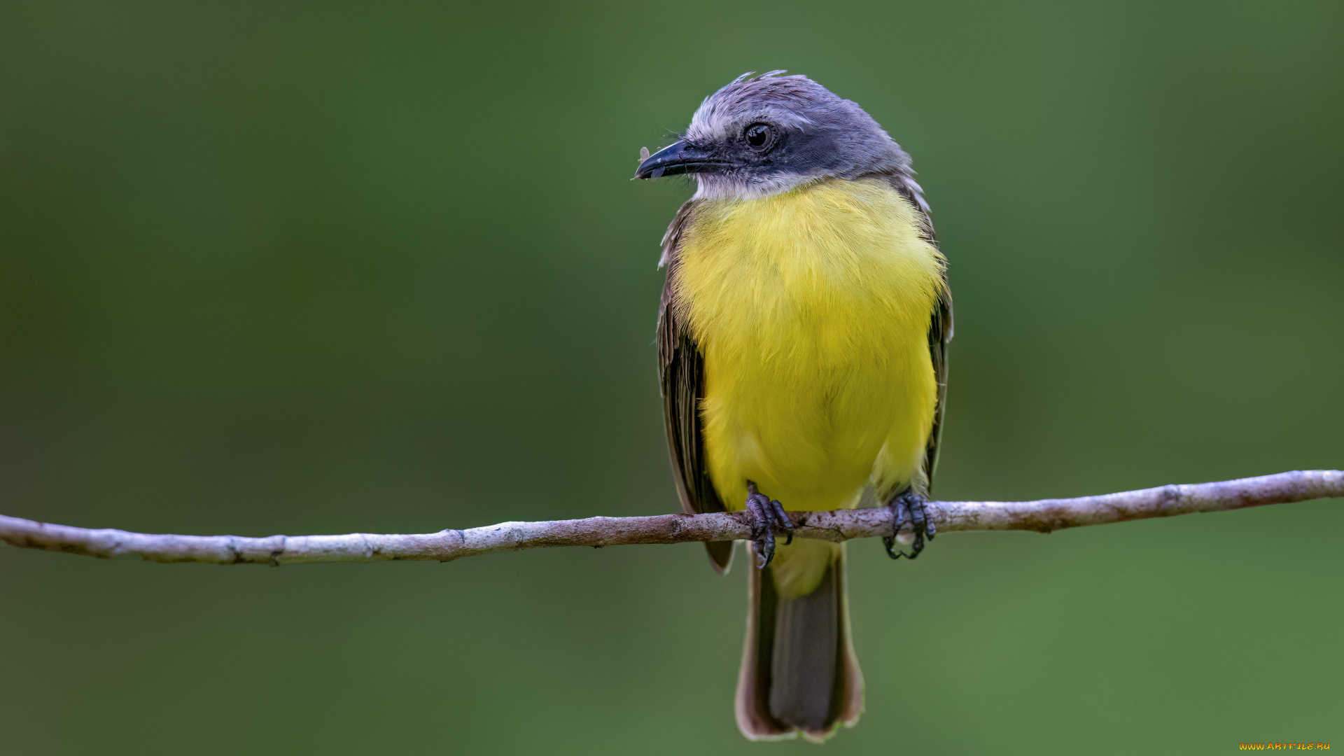 серая, мухоловка, животные, птицы, серая, мухоловка, птица, фауна, дикая, природа
