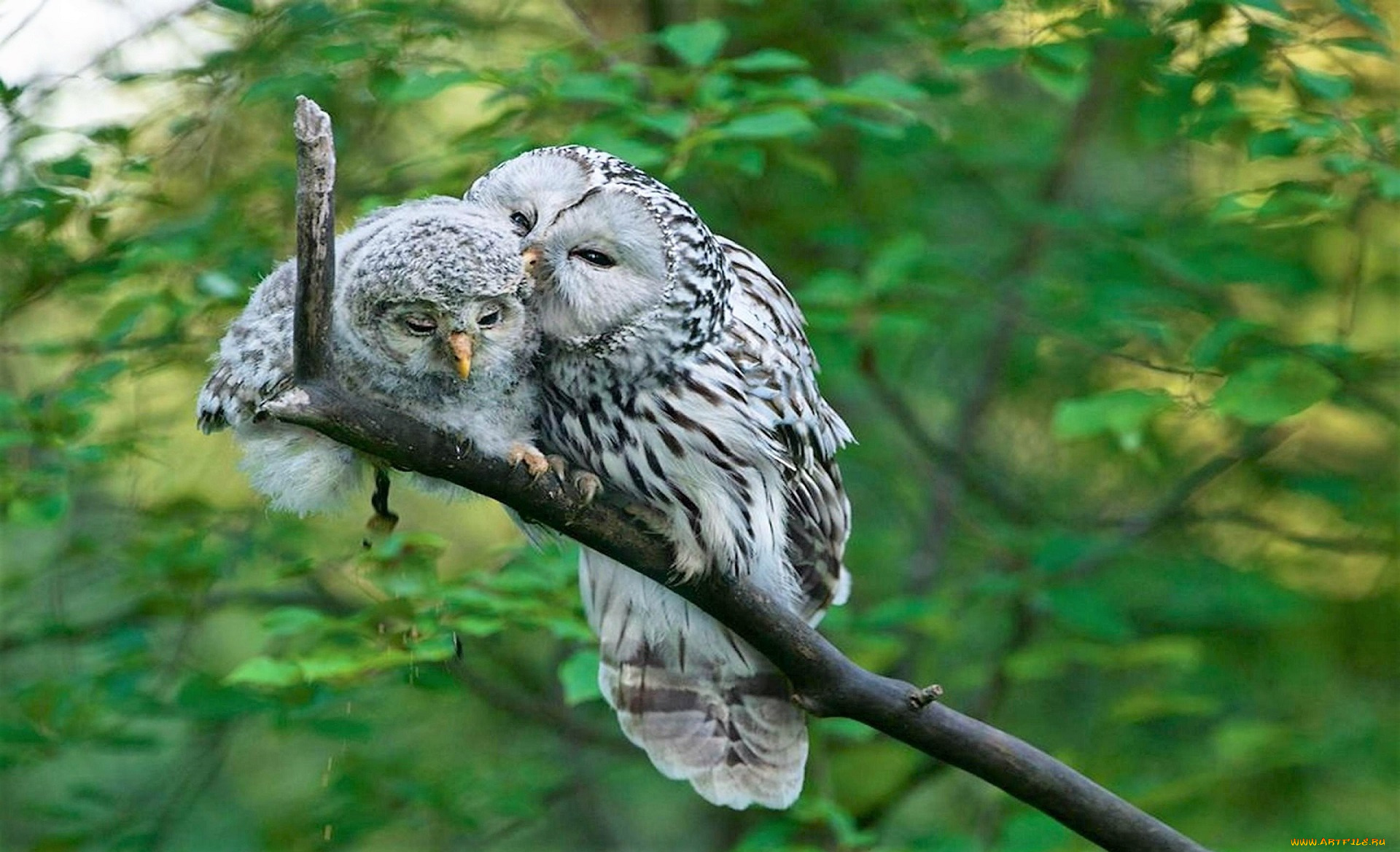животные, совы, сова, совенок, ветка