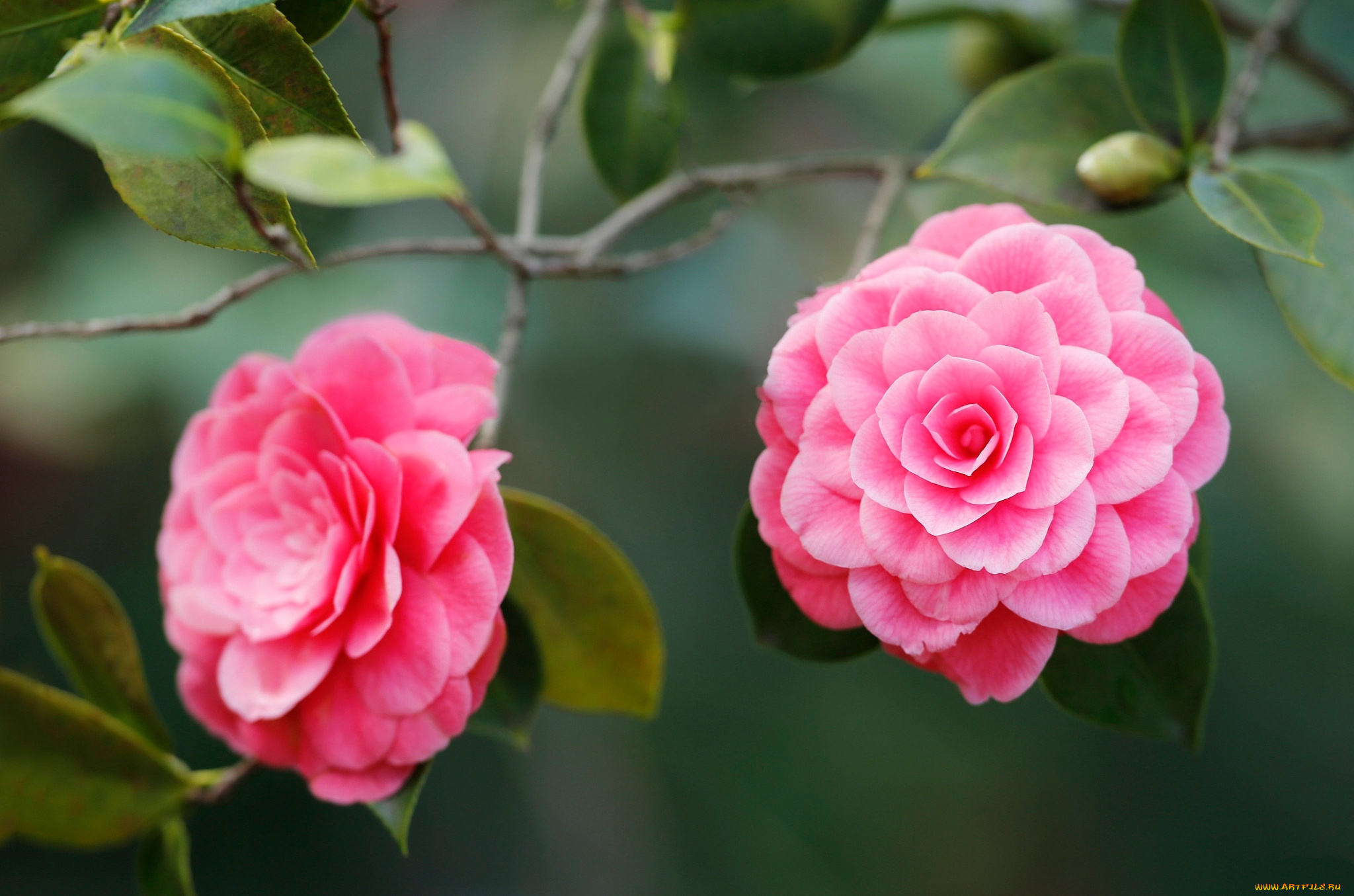 цветы, камелии, розовая, камелия, макро