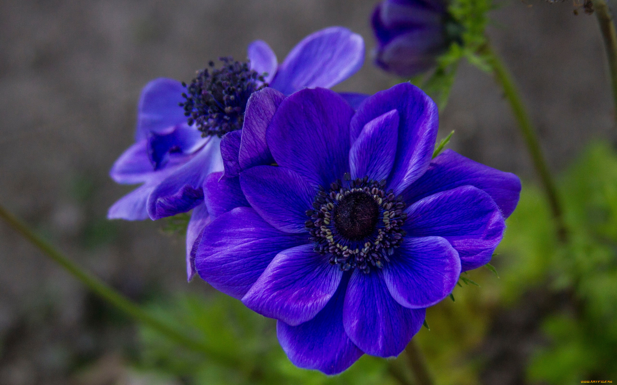 цветы, анемоны, , сон-трава, синие, макро