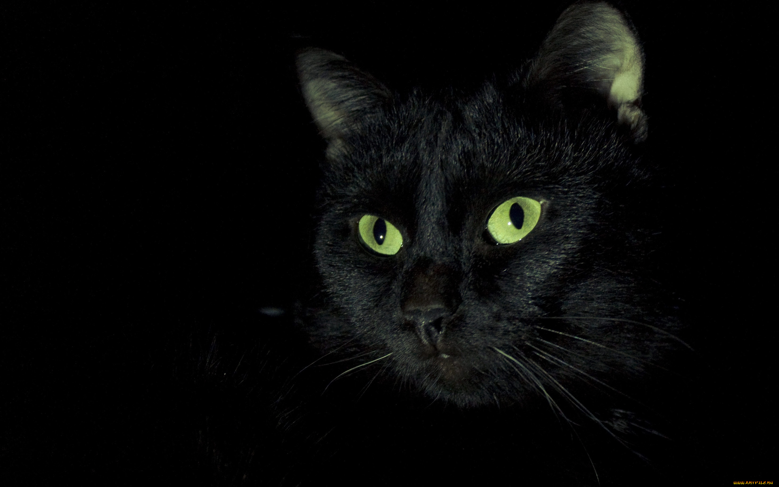 черный, кот, животные, коты, кот, животное, фауна, взгляд, фон