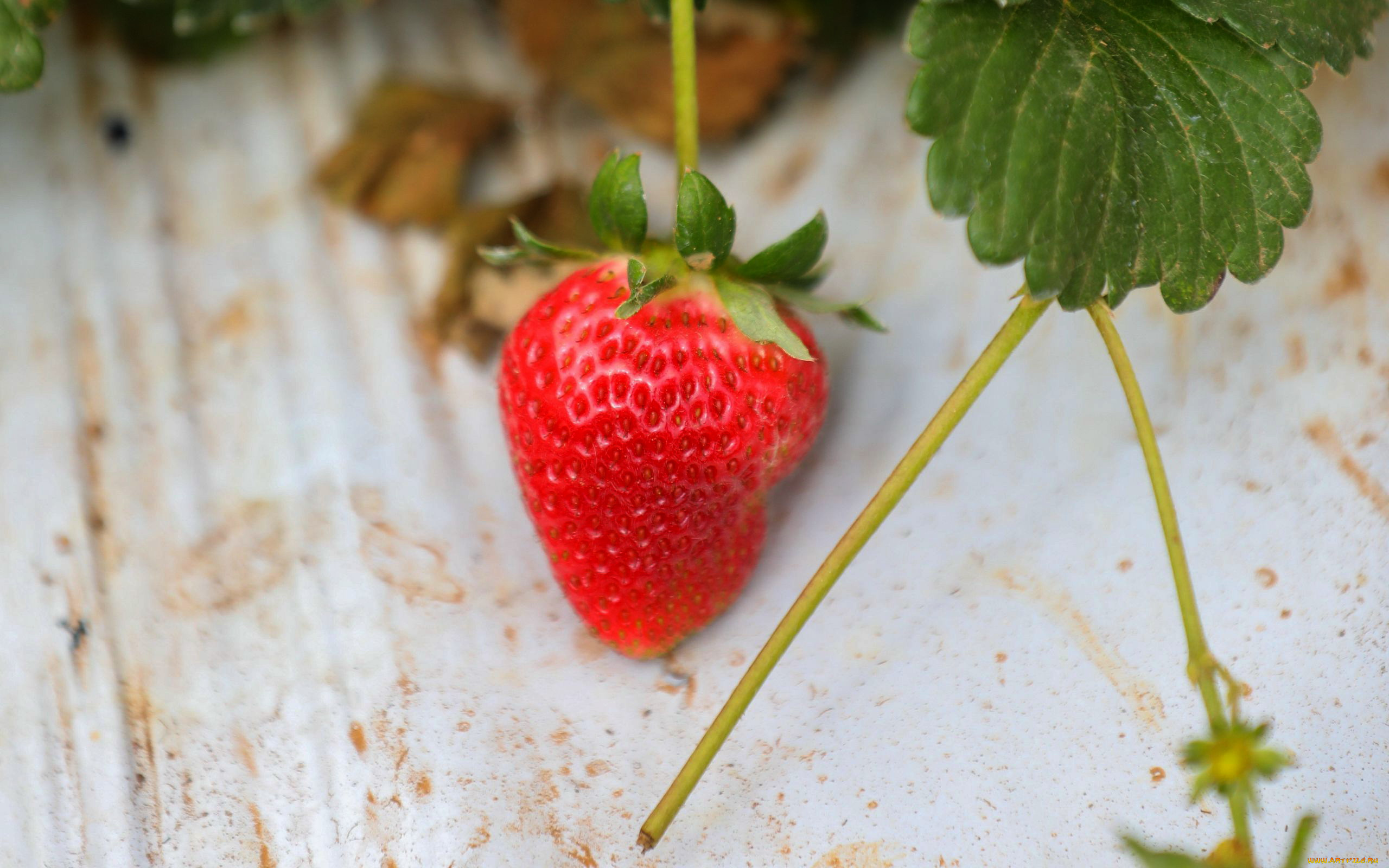 природа, ягоды, клубника