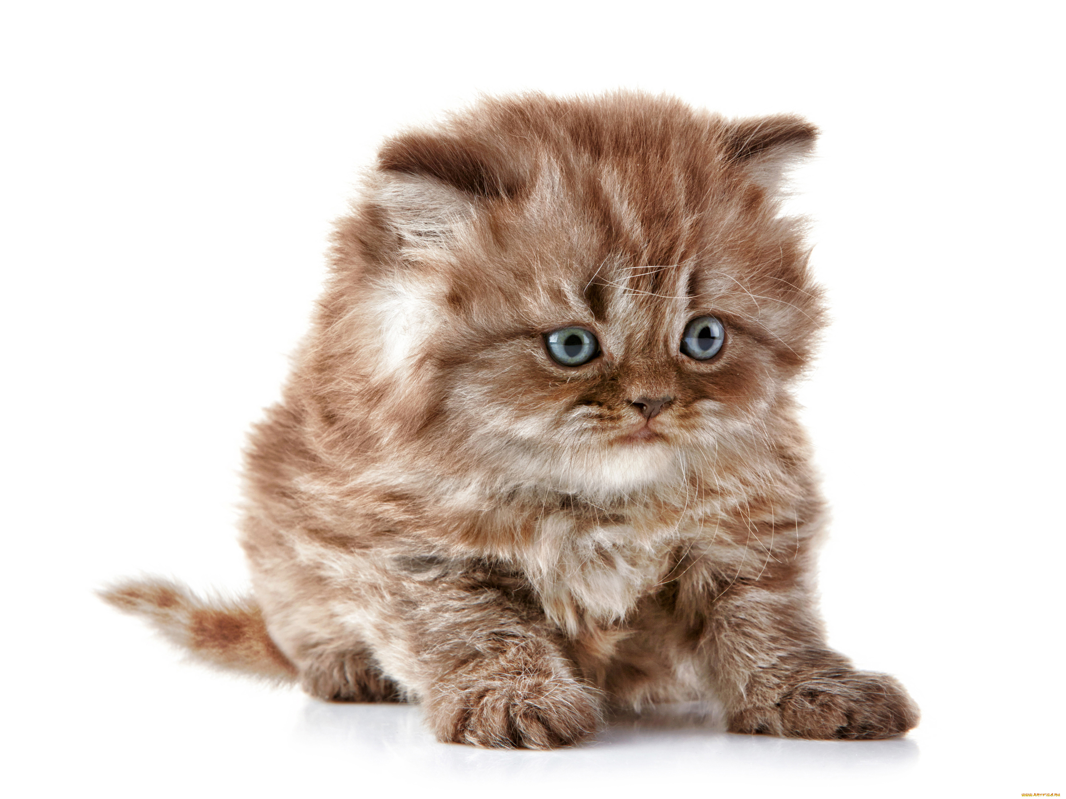 котик, животные, коты, кот, животное, фауна, взгляд, цвет, поза