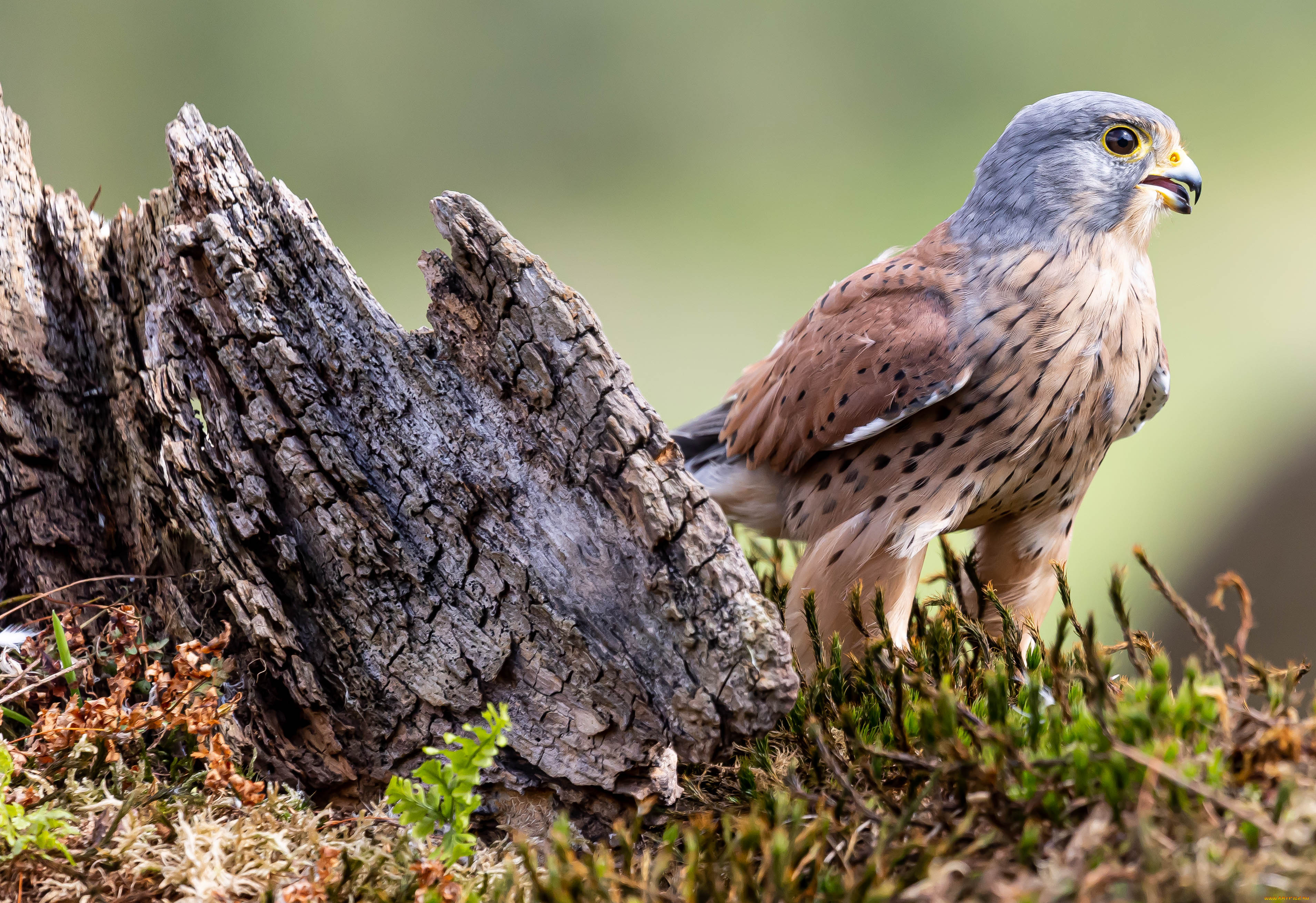 пустельга, обыкновенная, животные, птицы, -, хищники, пустельга, обыкновенная, птица, фауна, дикая, природа