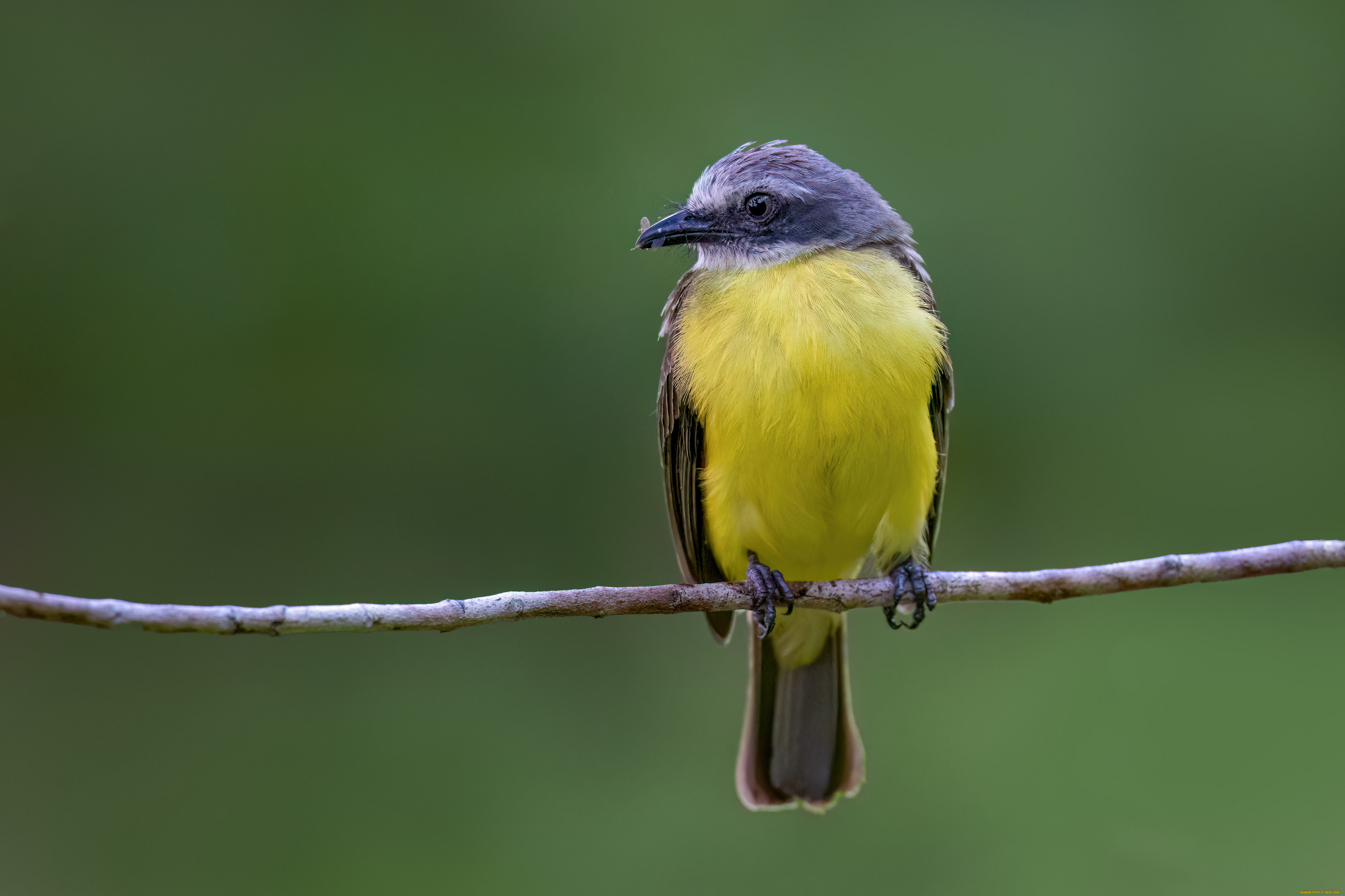 серая, мухоловка, животные, птицы, серая, мухоловка, птица, фауна, дикая, природа