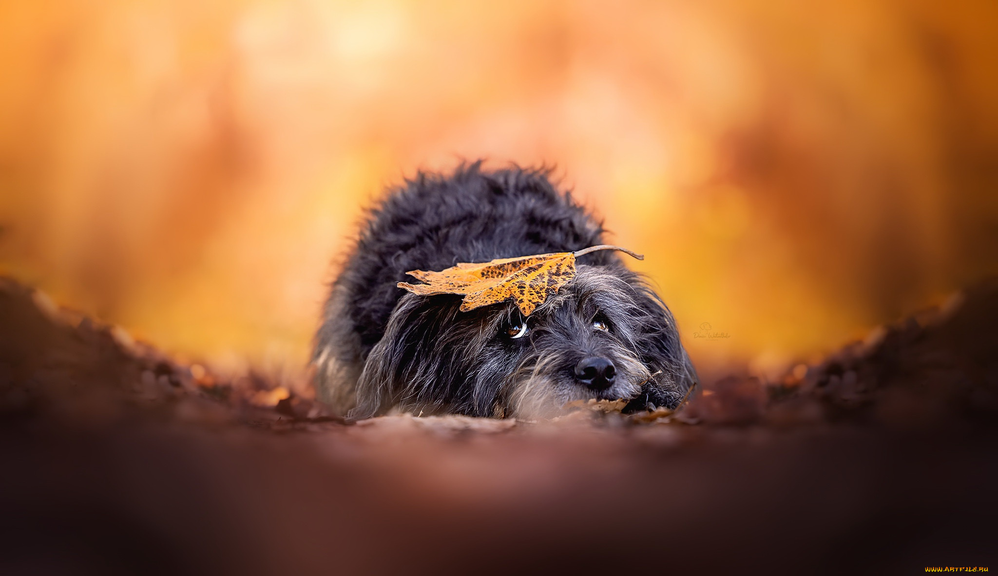 животные, собаки, собака, листья, опавшие, осень, оранжевый, фон, на, открытом, воздухе, млекопитающие