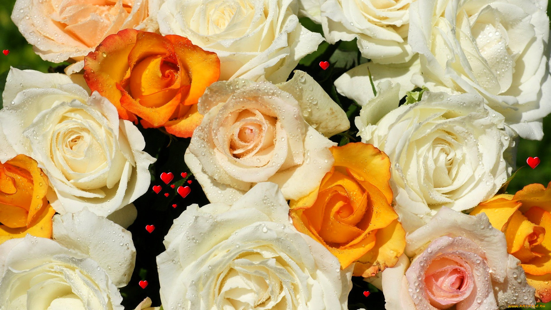 цветы, розы, капли, сердечки