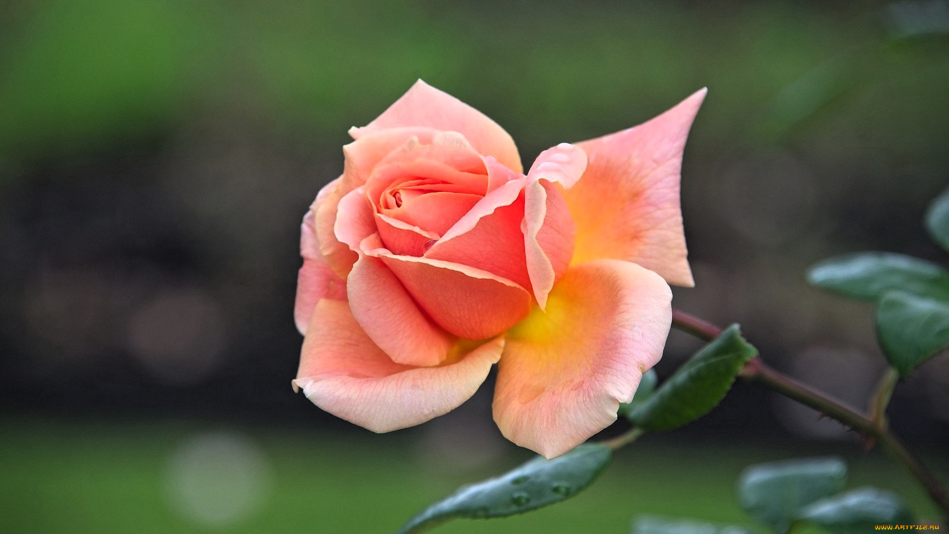 цветы, розы, роза, розовая, стебель, листья