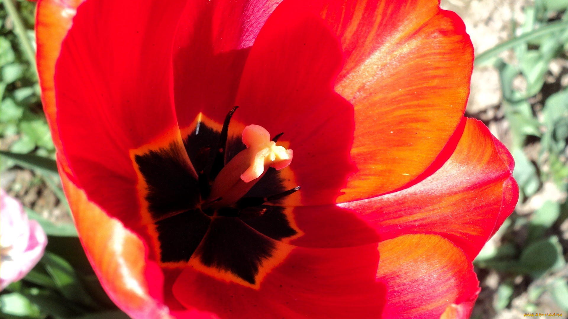 цветы, тюльпаны, тюльпан, красный