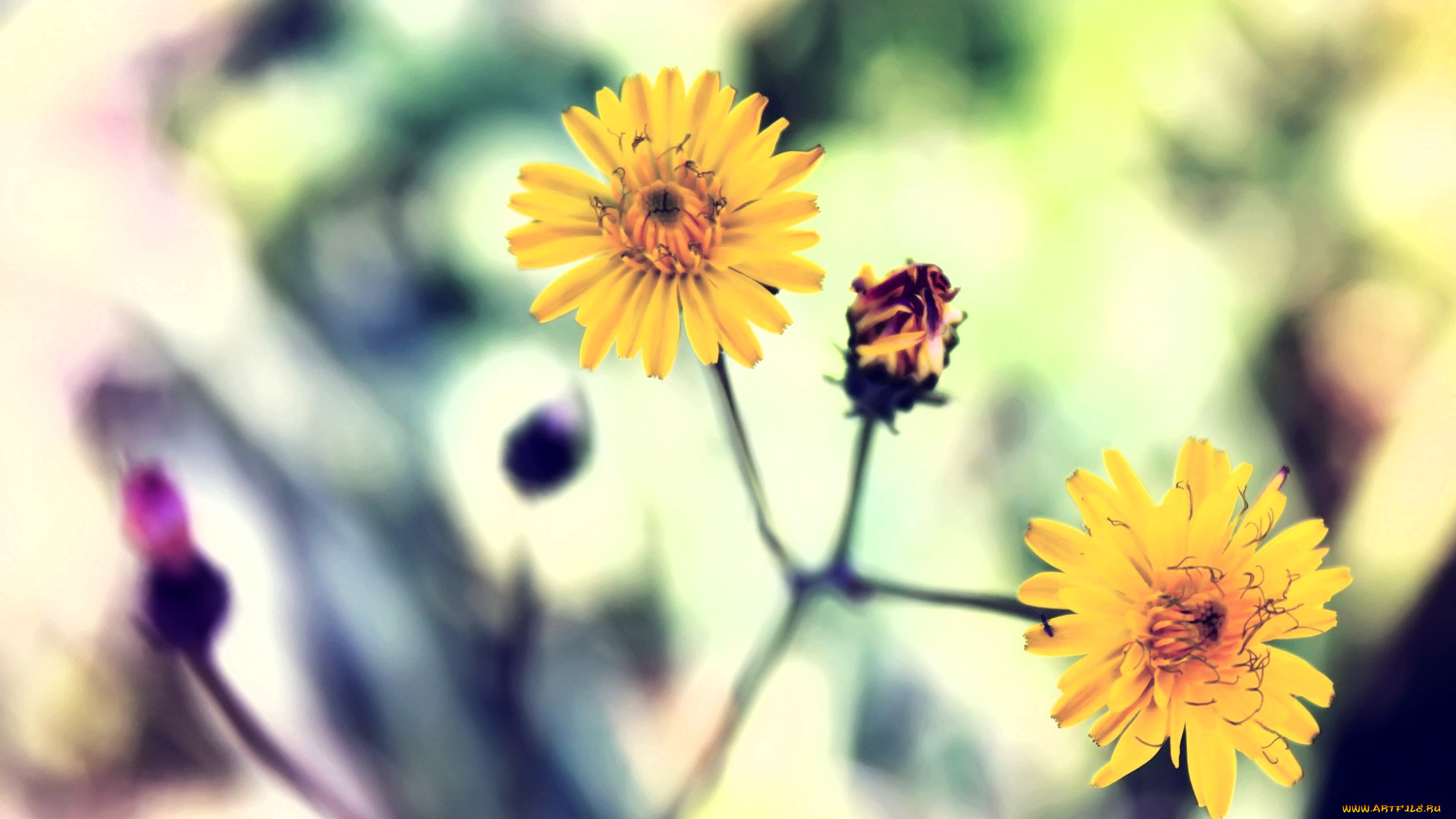 цветы, желтые, бутон