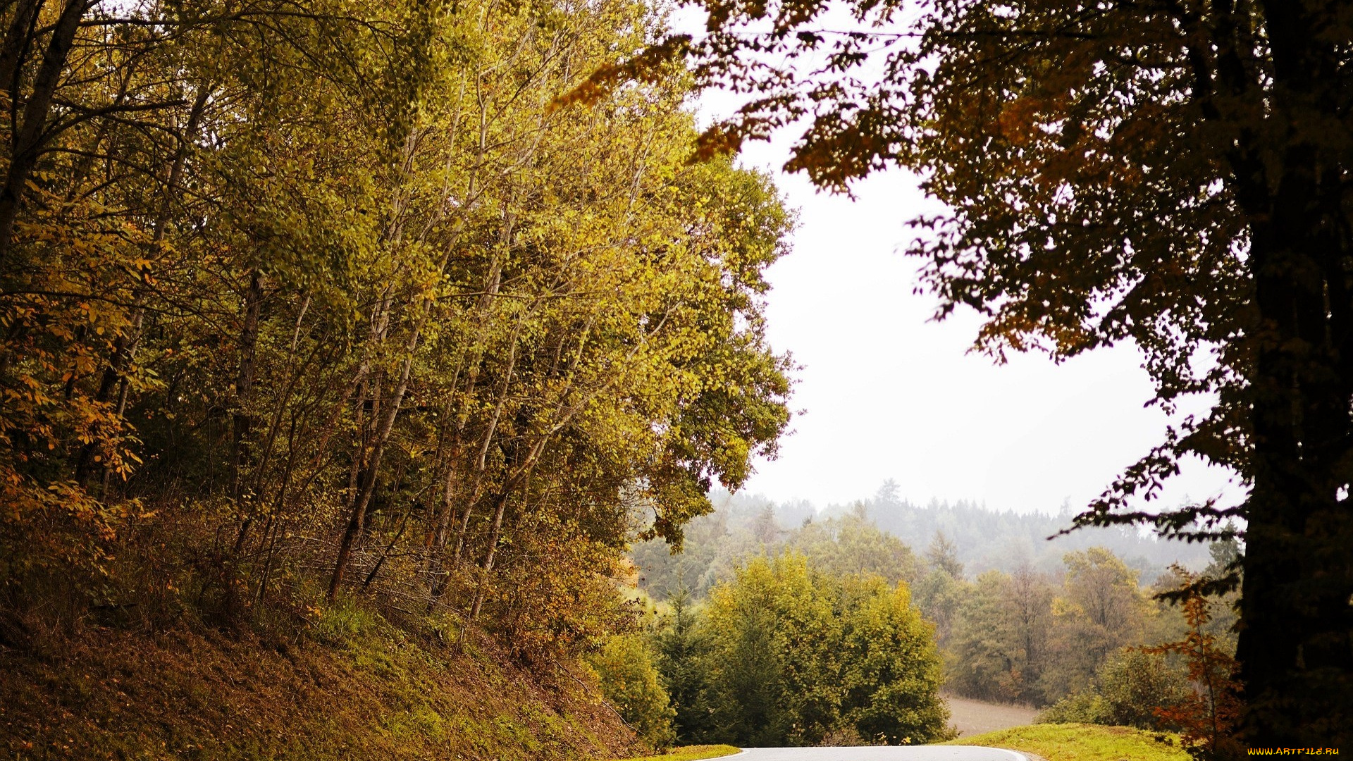 природа, дороги, лес, деревья, дорога