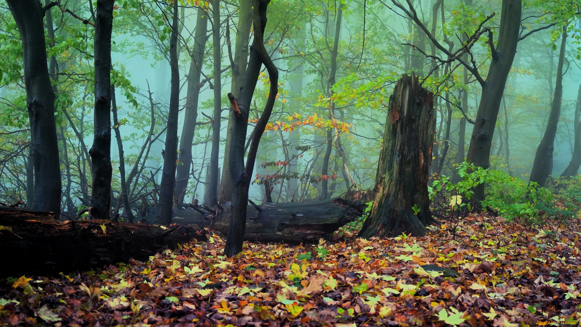 природа, лес, осень, листья, деревья, туман, бревно, пень