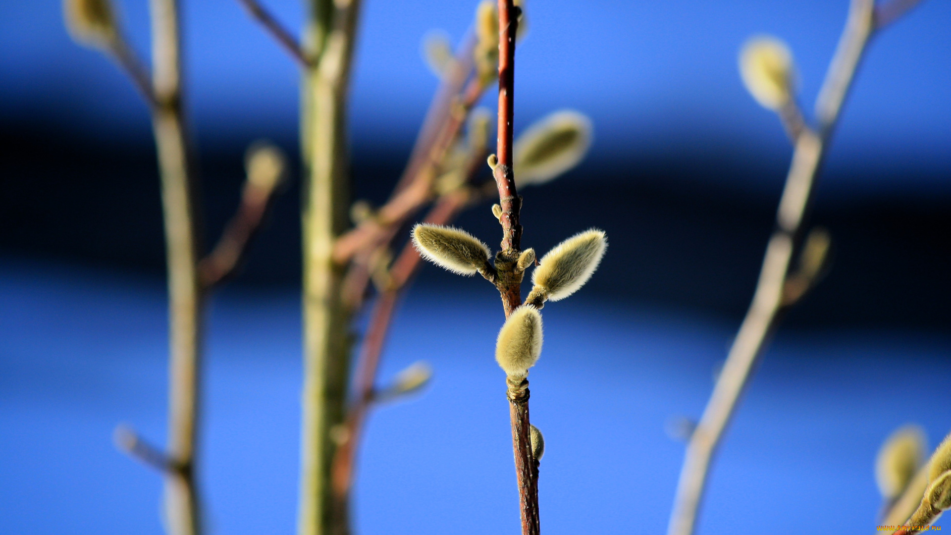 природа, макро, ветки, почки, верба