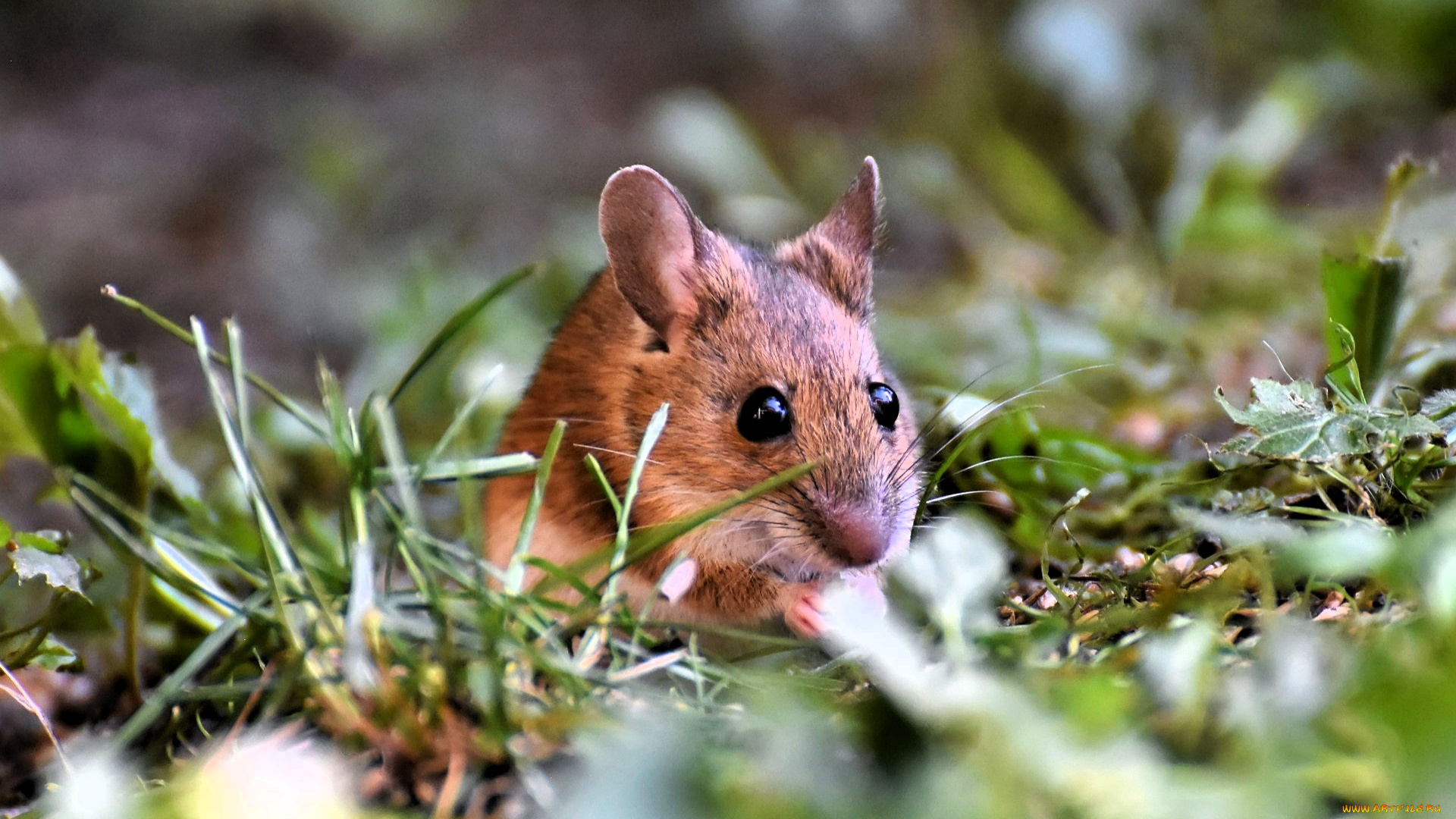 животные, крысы, , мыши, мышь, грызун, трава, полевка