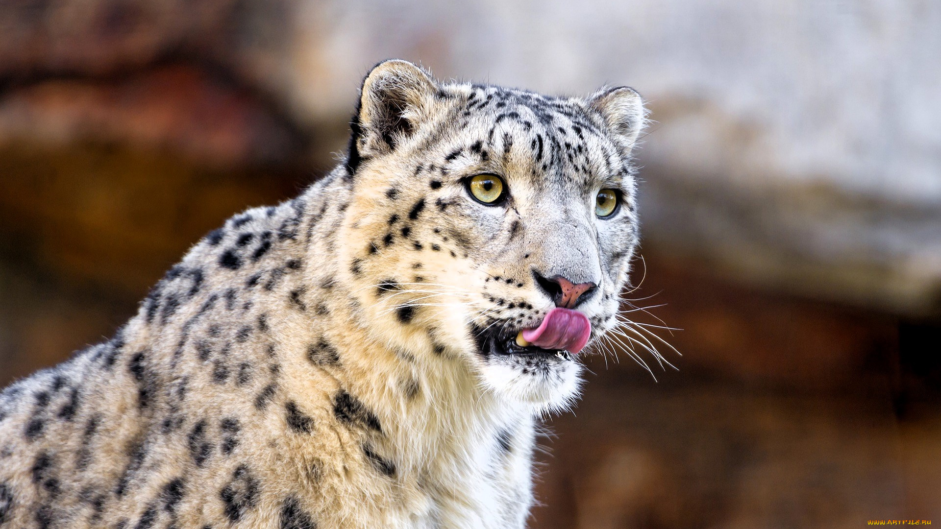 животные, снежный, барс, , ирбис, барс, язык