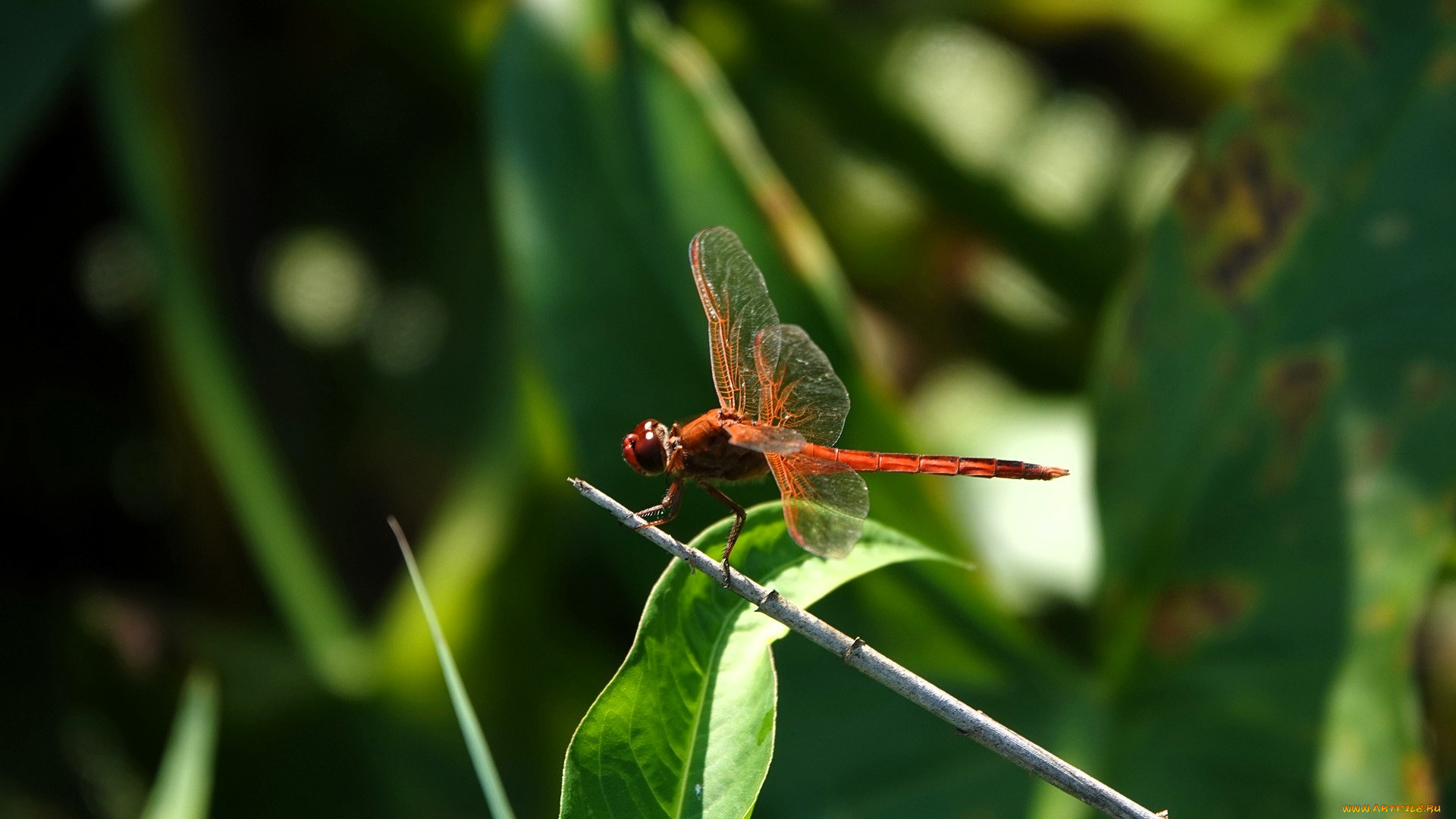 животные, стрекозы, стрекоза, сук, листья