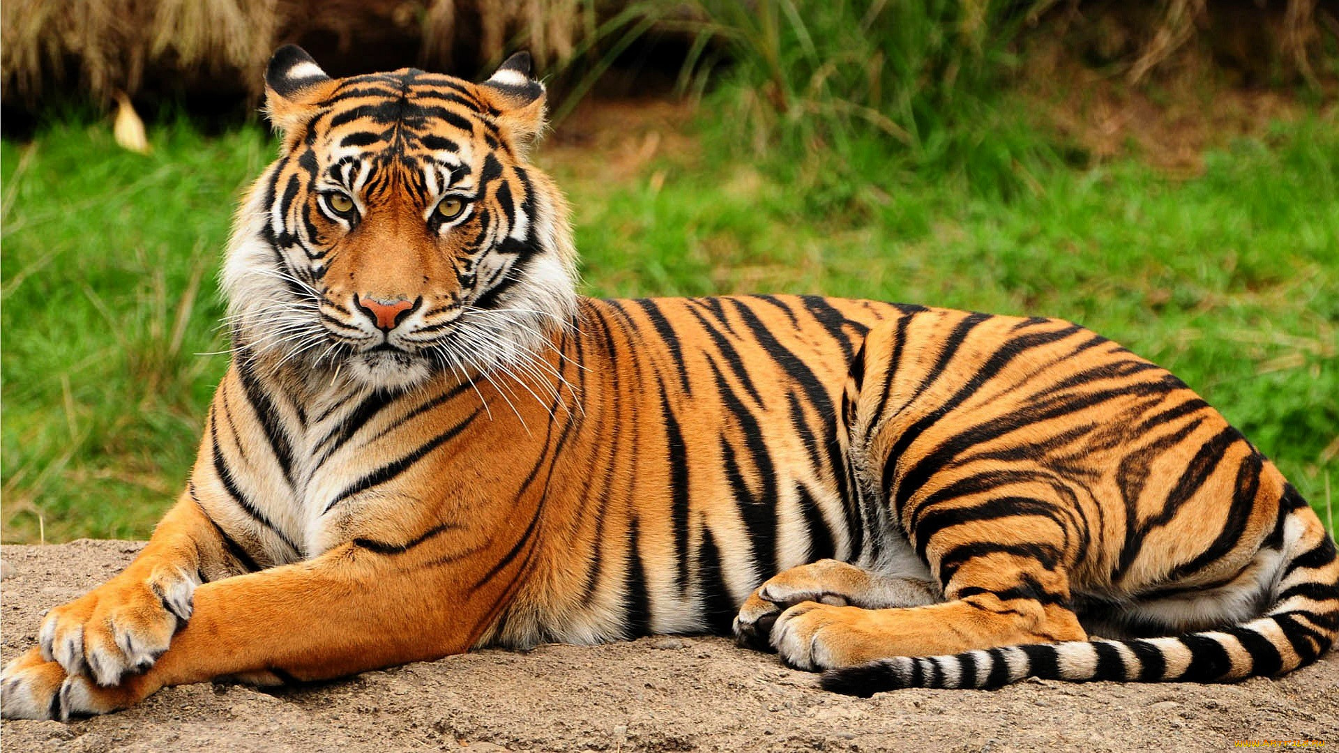 животные, тигры, тигр, песок, трава