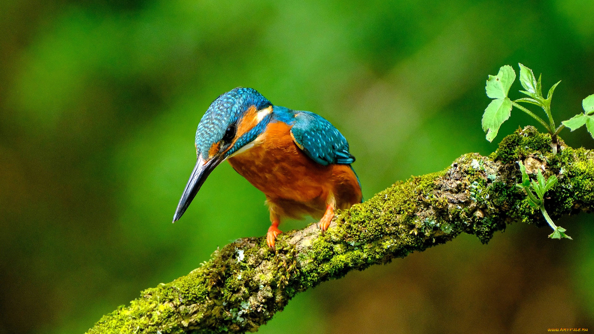 животные, зимородки, зимородок, птица, ветка, мох
