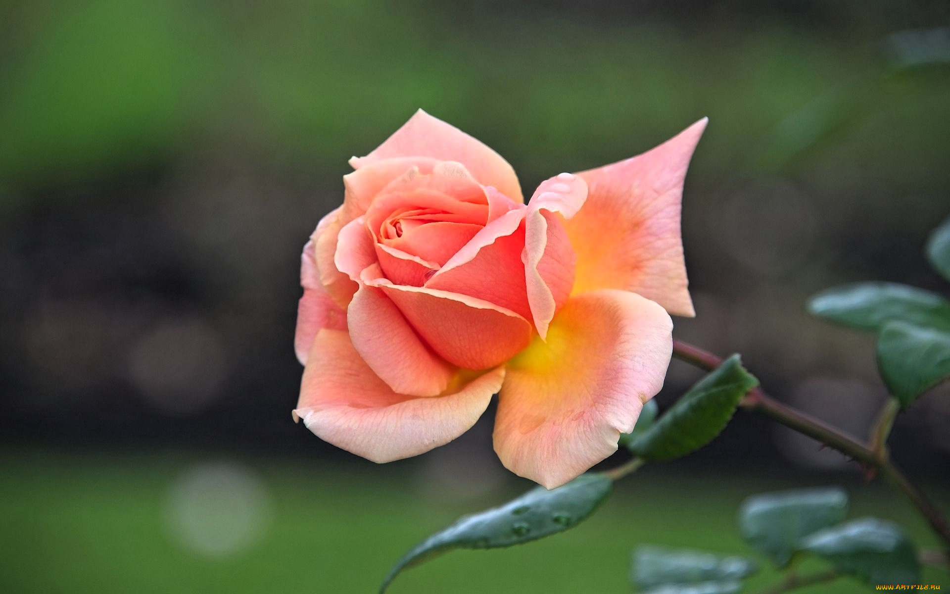 цветы, розы, роза, розовая, стебель, листья