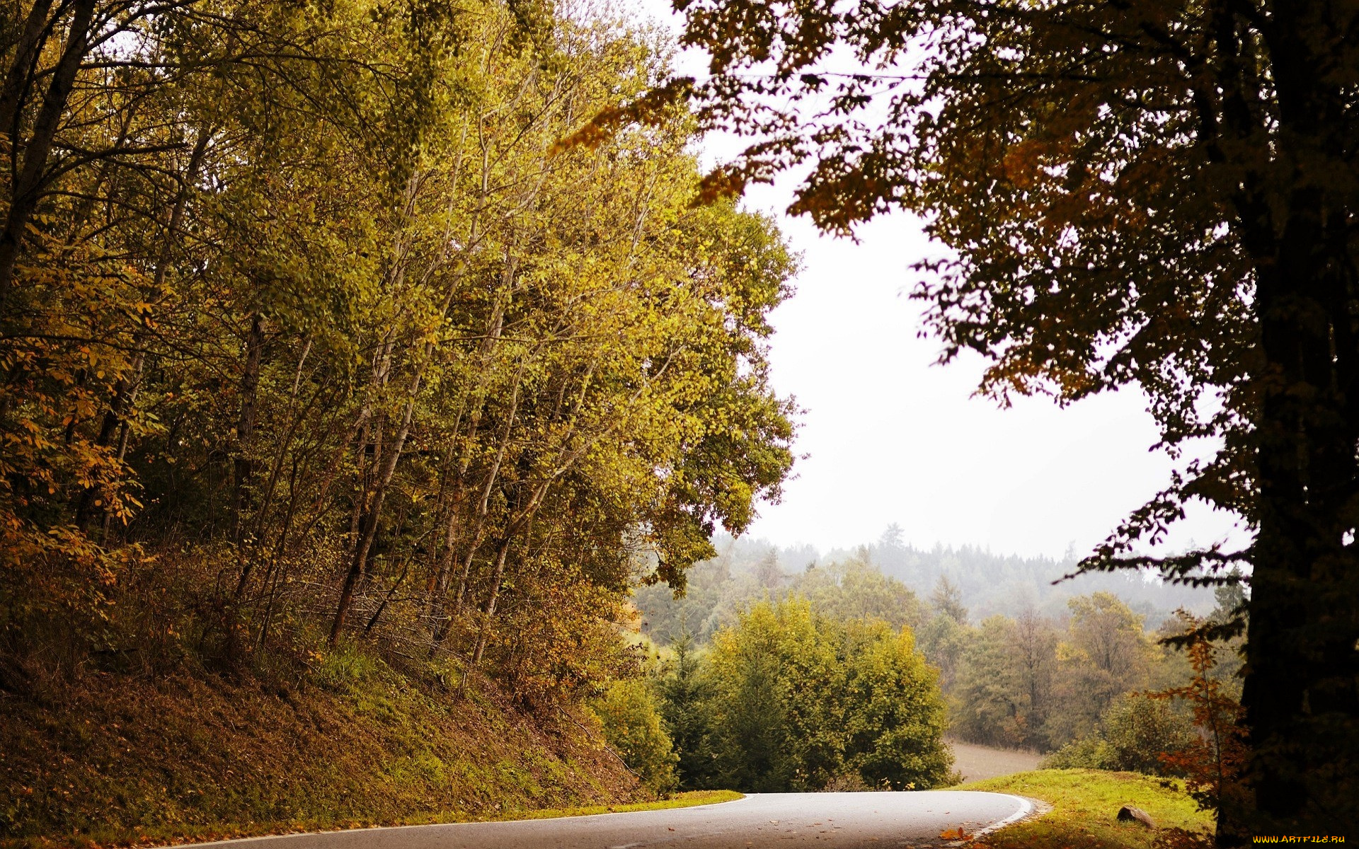 природа, дороги, лес, деревья, дорога