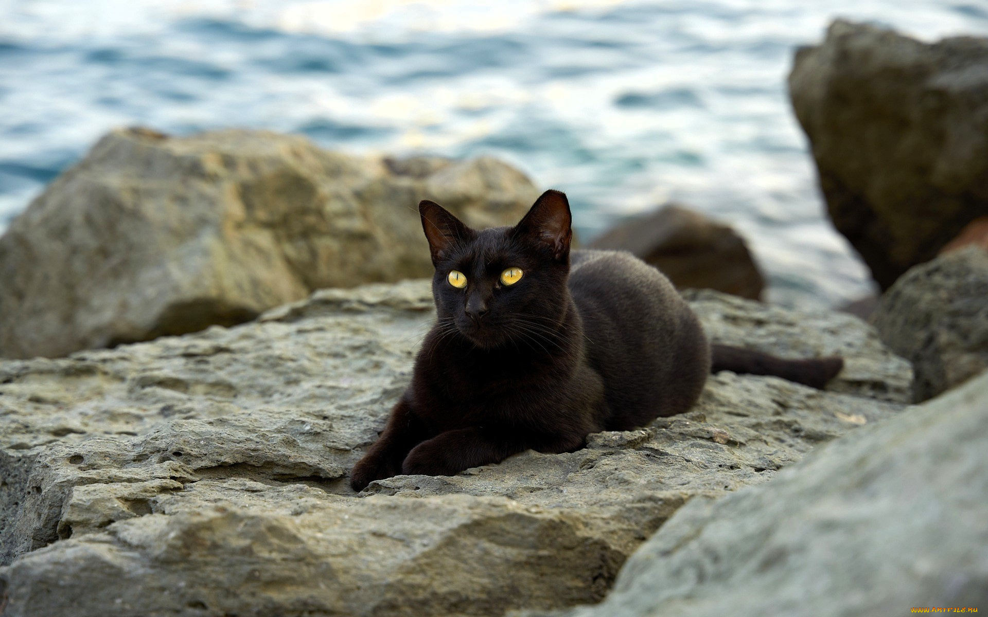 животные, коты, кот, черный, камни, море