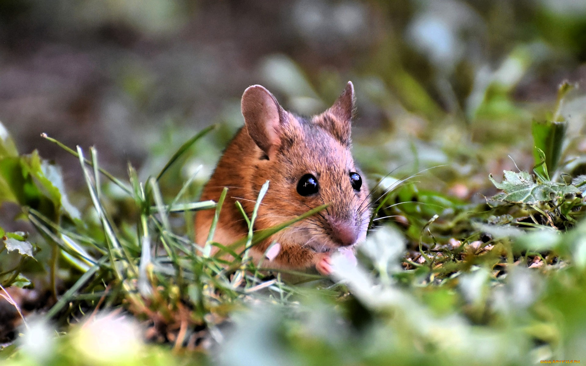 животные, крысы, , мыши, мышь, грызун, трава, полевка