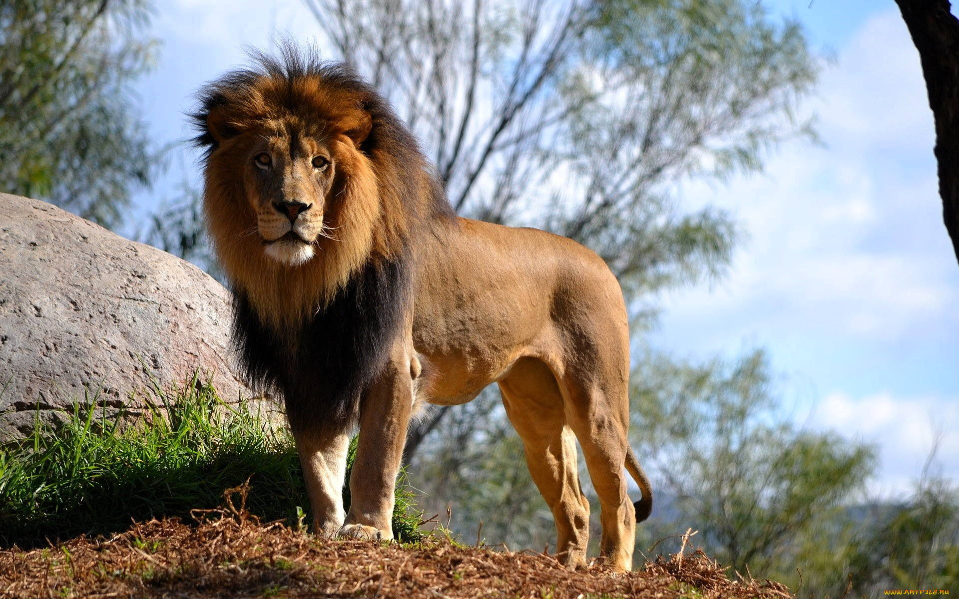 животные, львы, лев, камень, трава, деревья