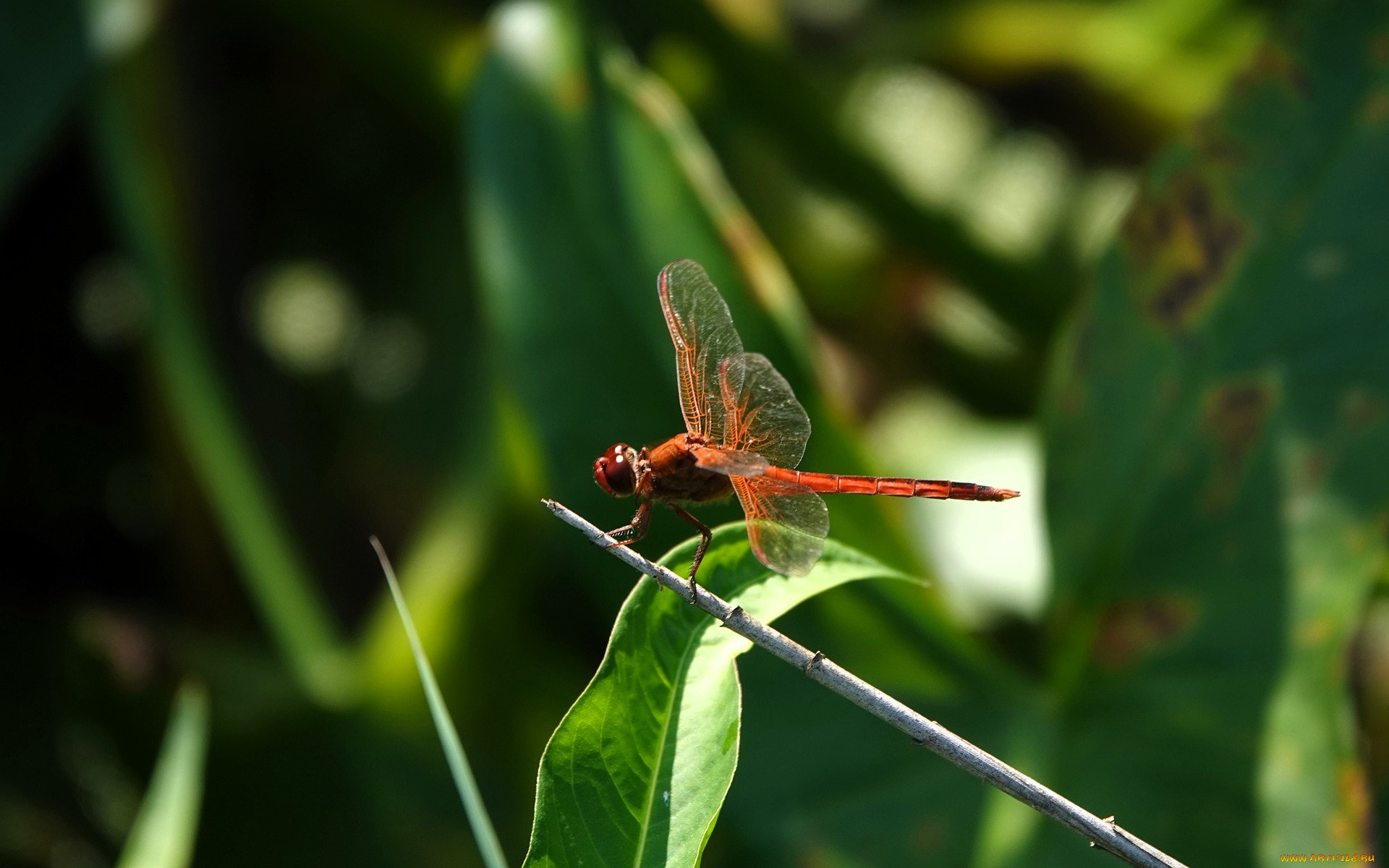 животные, стрекозы, стрекоза, сук, листья