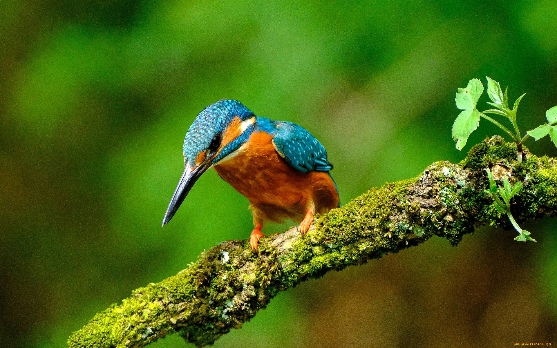 животные, зимородки, зимородок, птица, ветка, мох