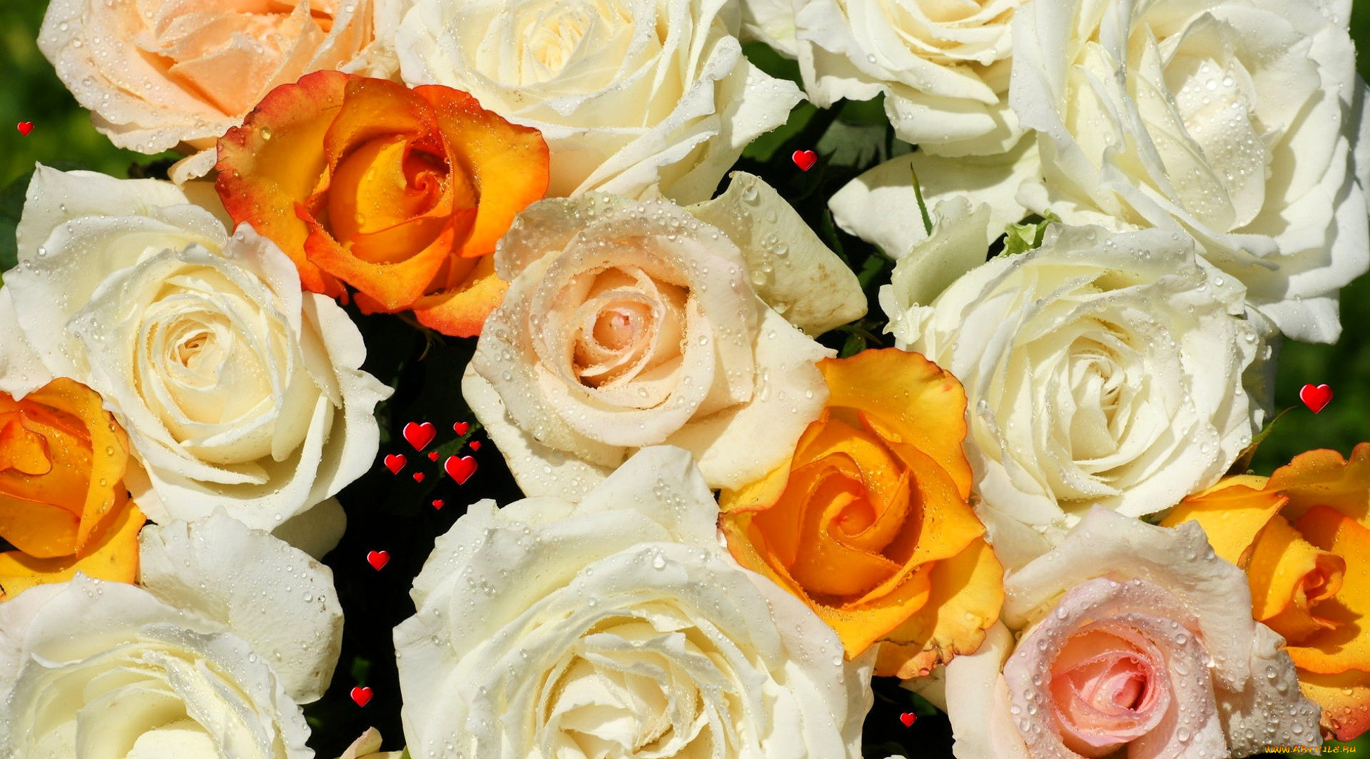 цветы, розы, капли, сердечки