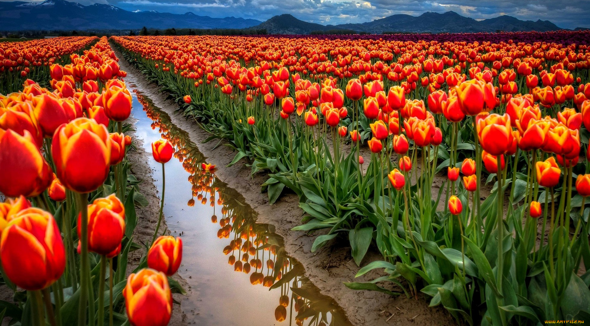 цветы, тюльпаны, поле, дорожка, горы, облака