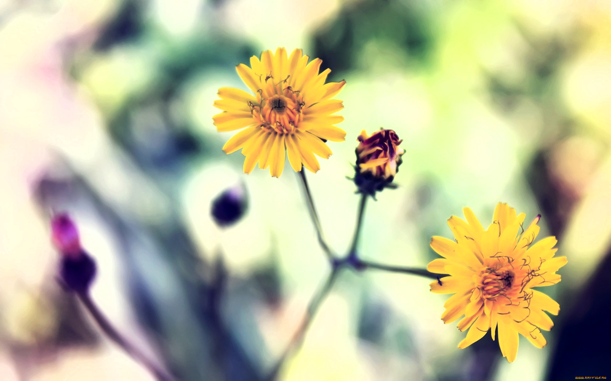 цветы, желтые, бутон