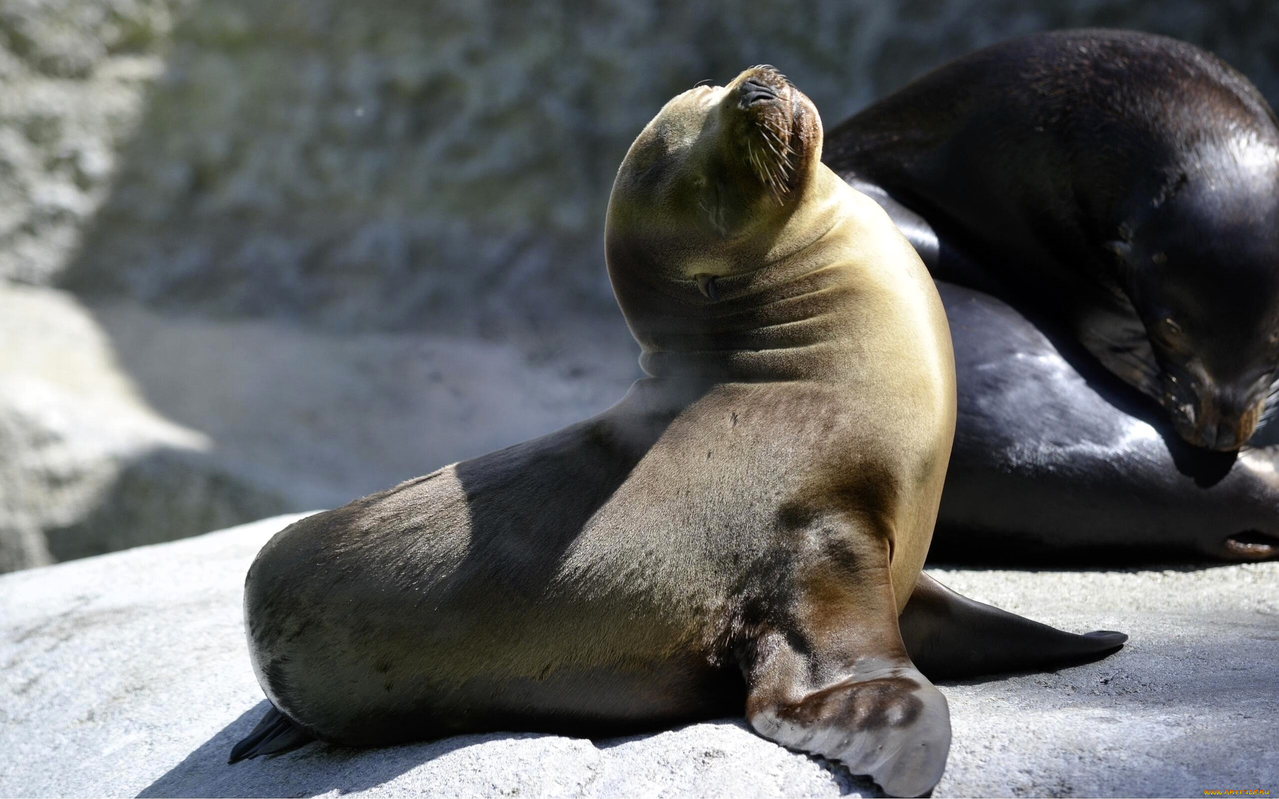 животные, тюлени, , морские, львы, , морские, котики, морские, котики, камни