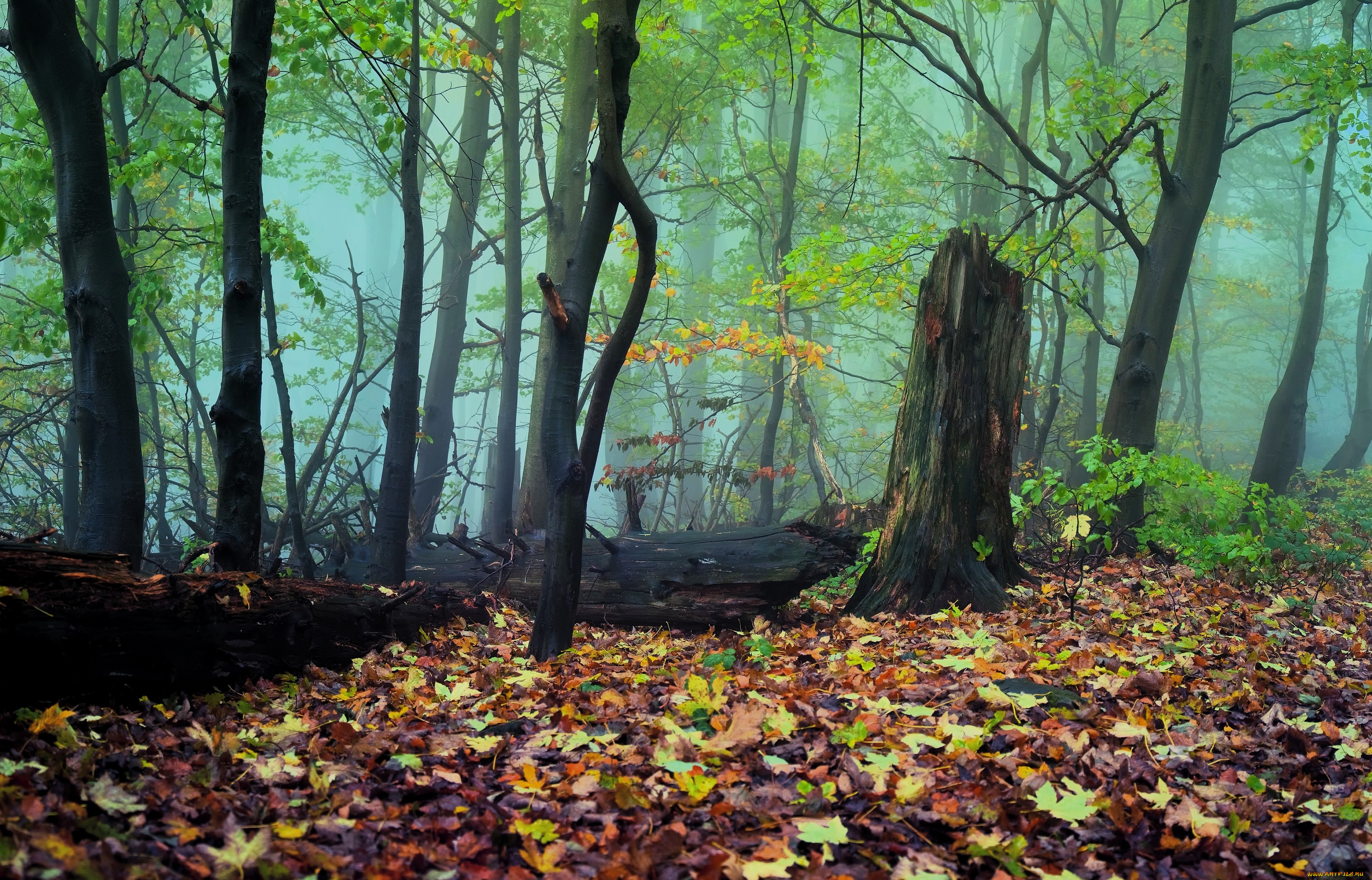 природа, лес, осень, листья, деревья, туман, бревно, пень