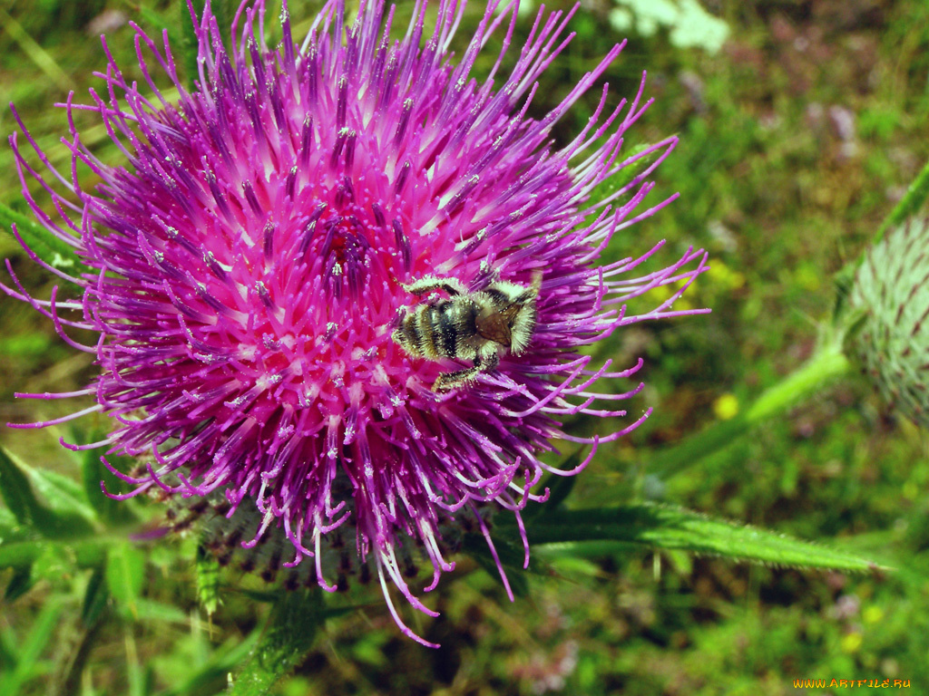 цветы, Чертополох, репейник