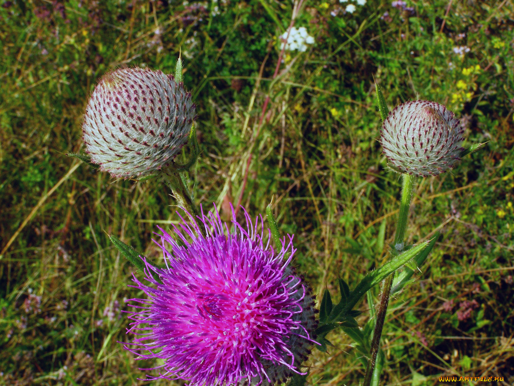 цветы, Чертополох, репейник