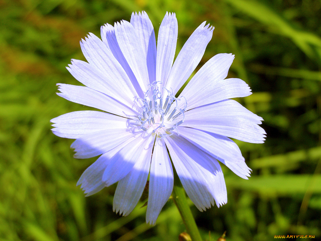 цветы, луговые, полевые