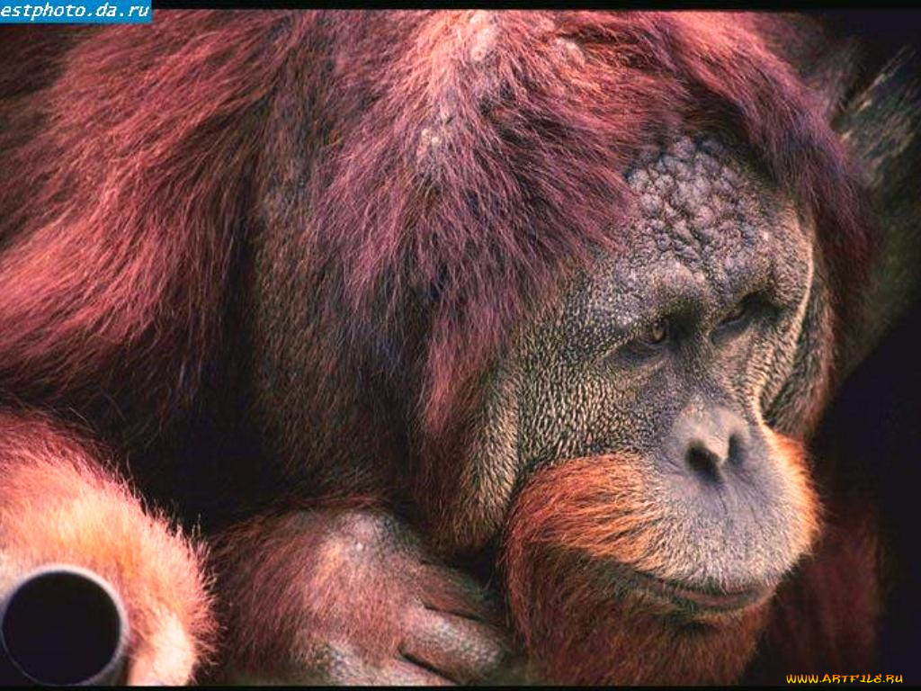 животные, обезьяны