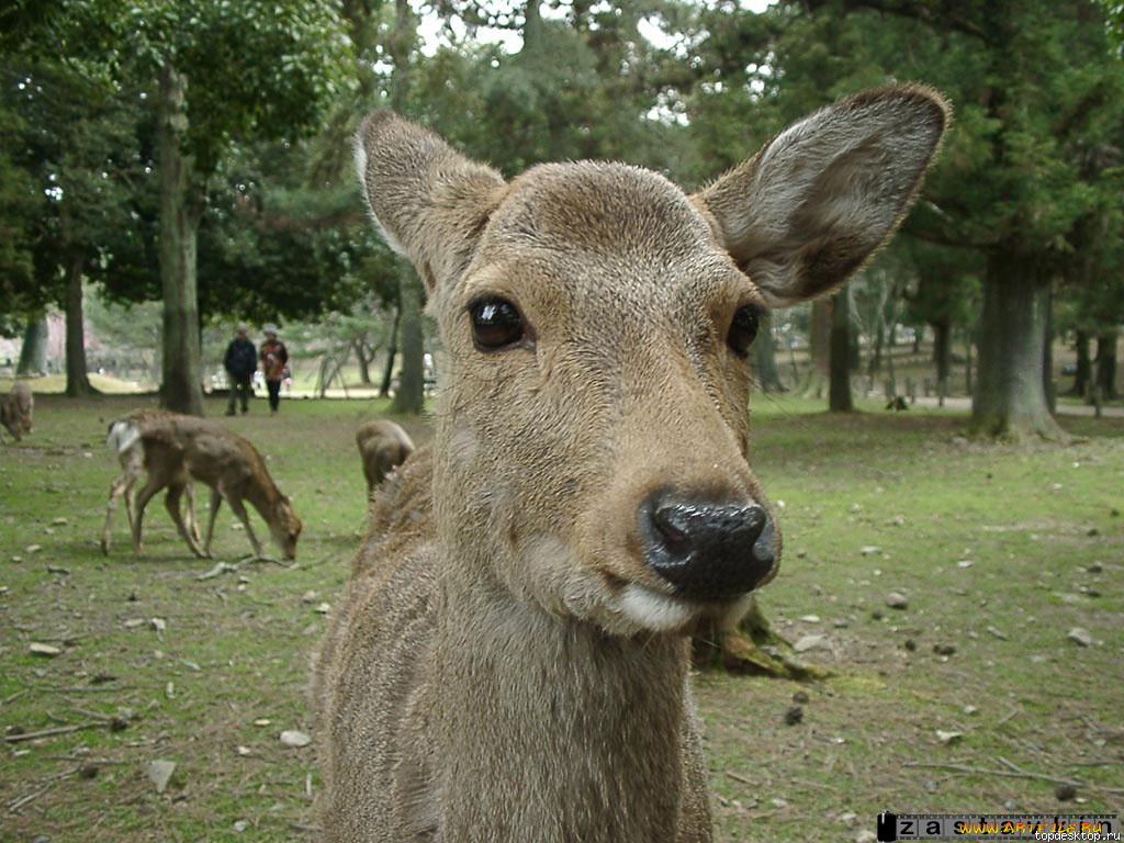 животные, олени