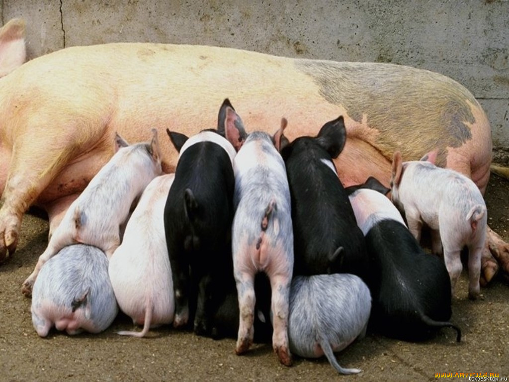 животные, свиньи, кабаны