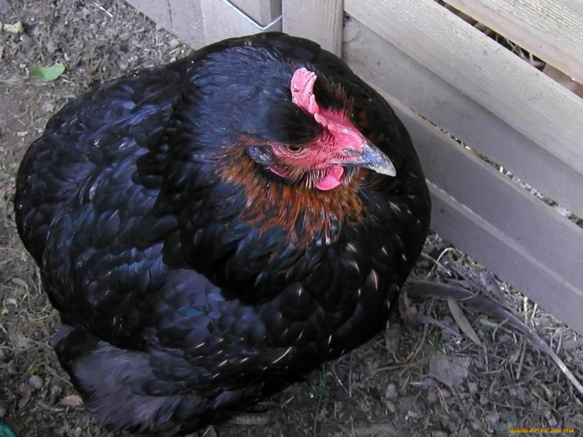 her, name, was, schwarzi, животные, куры, петухи