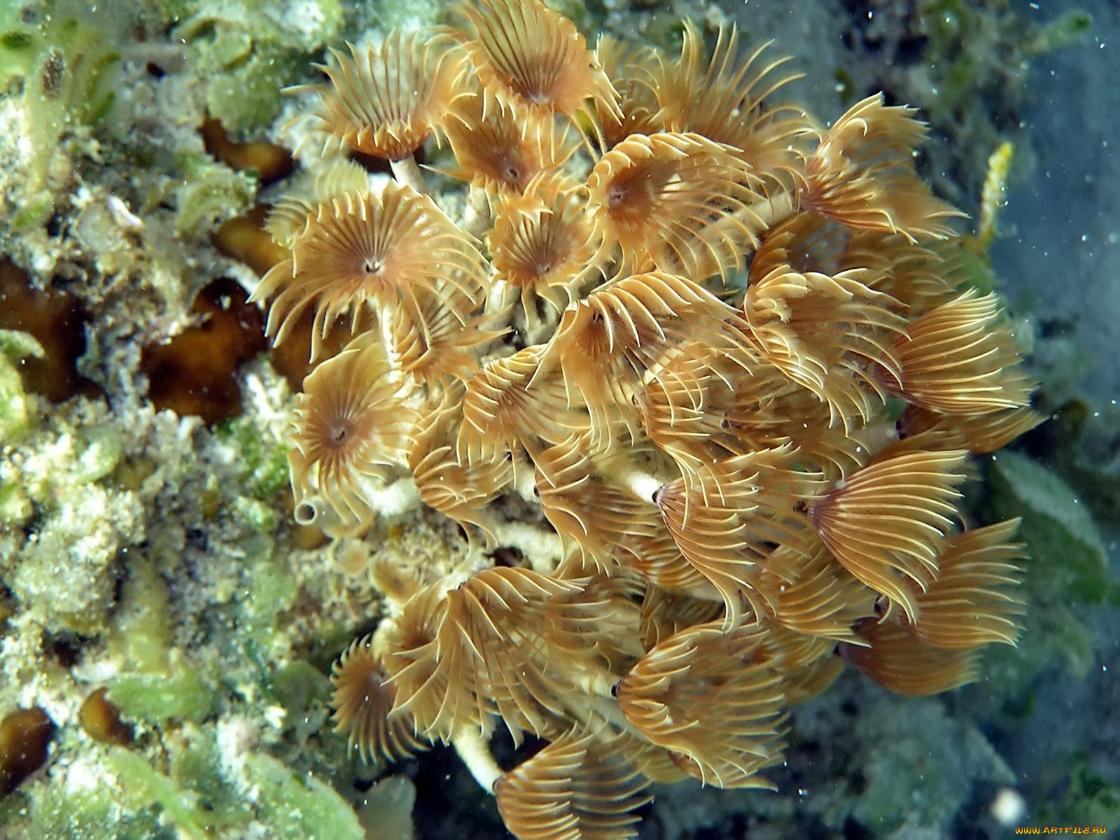 feather, worms, животные, морская, фауна