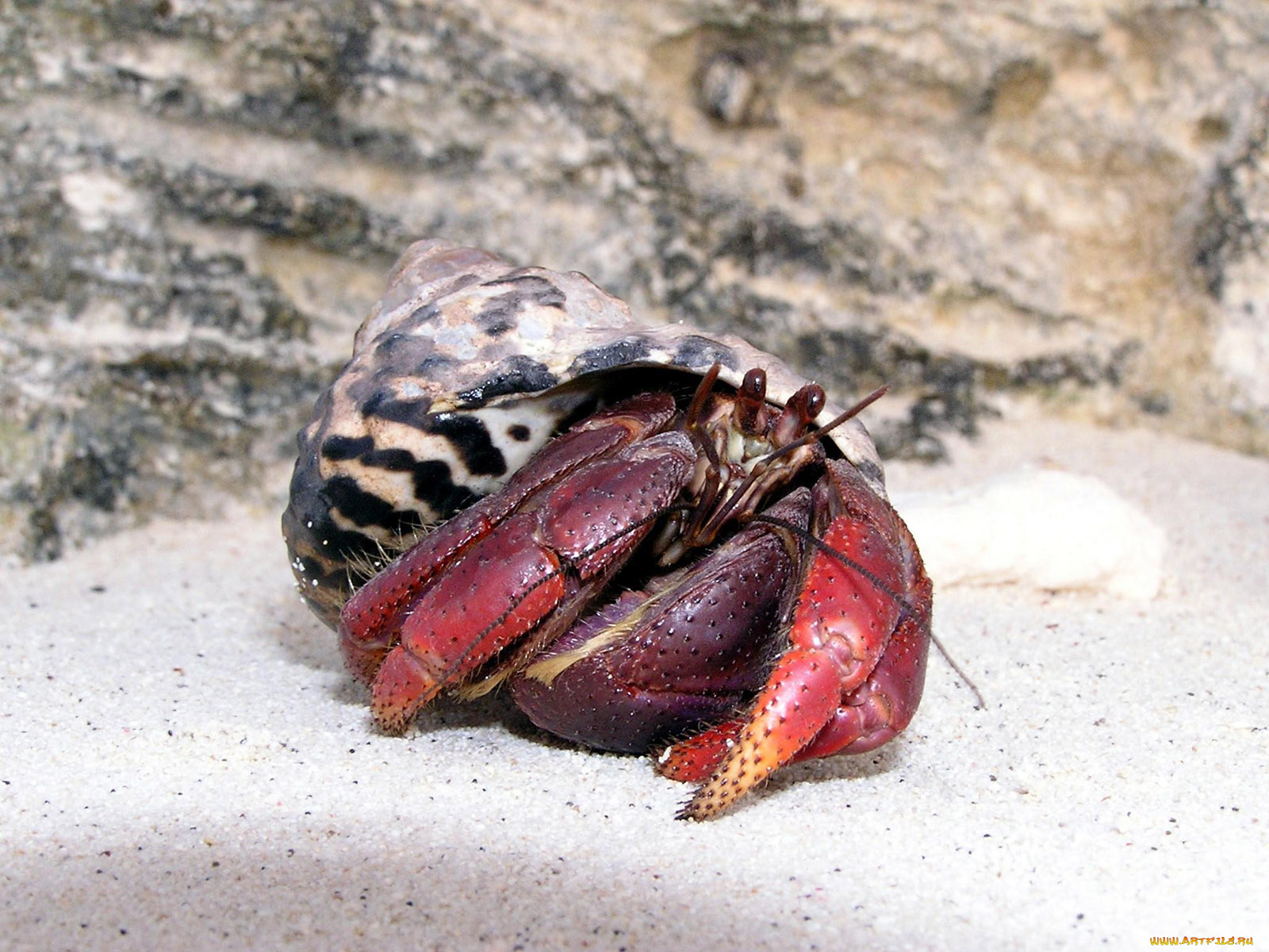 hermet, crab, животные, крабы, раки