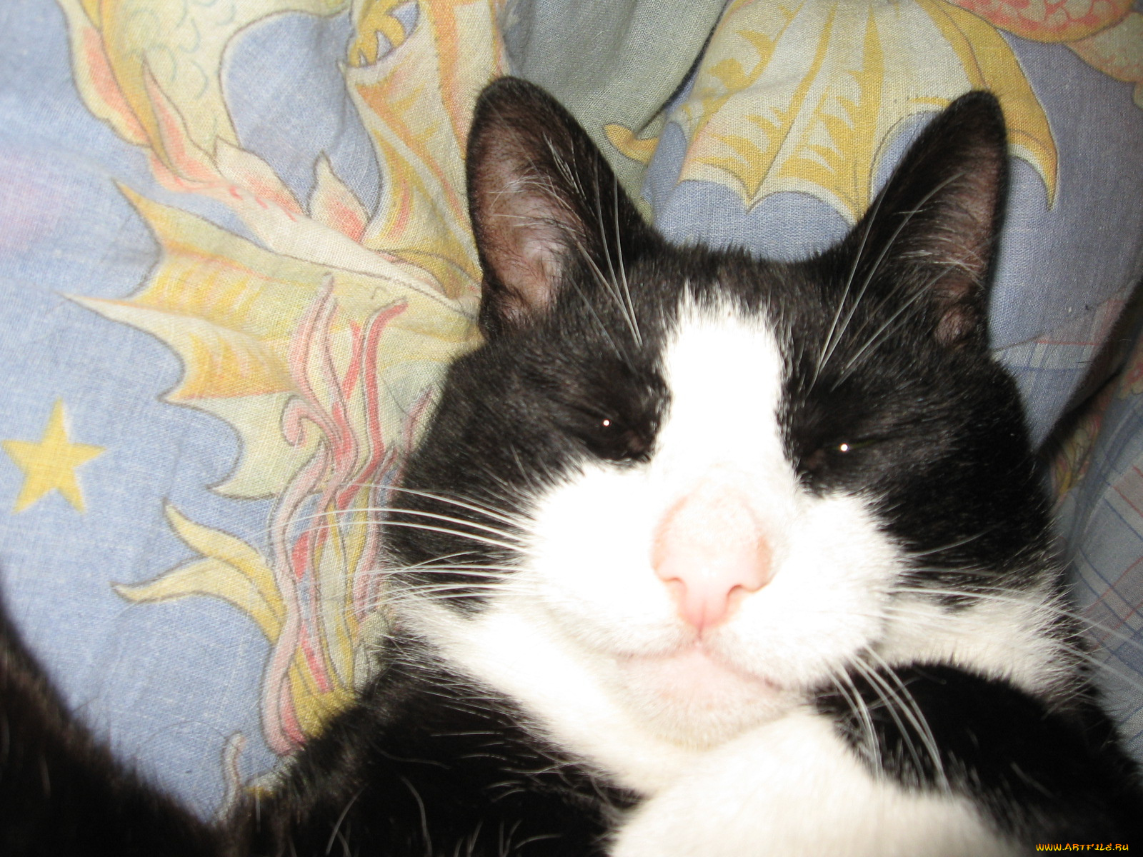 животные, коты