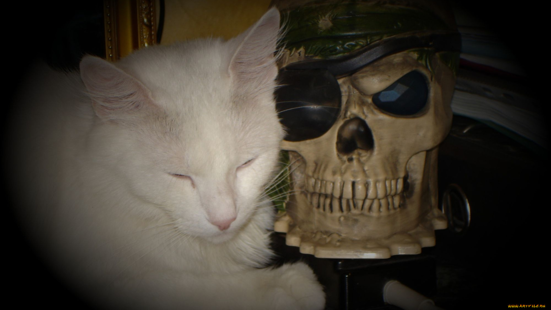 животные, коты