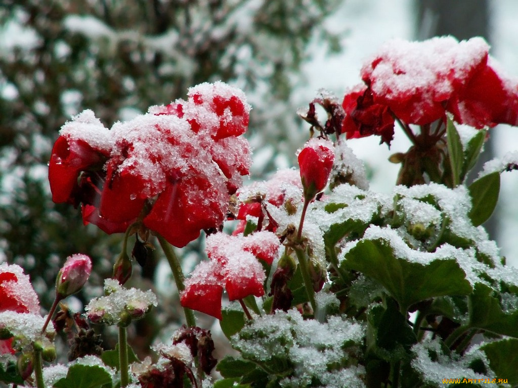 цветы, герань