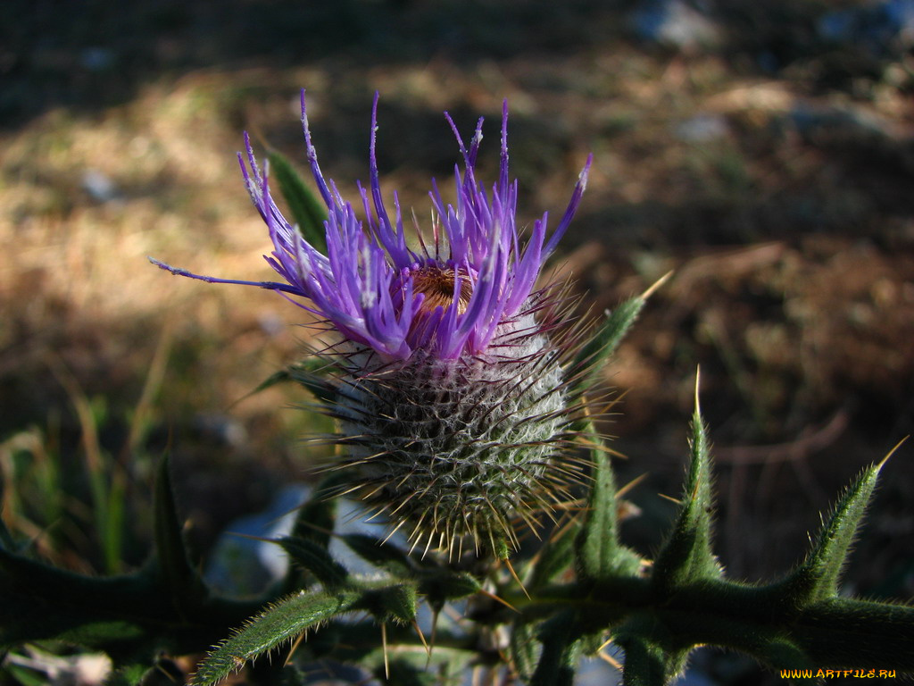 репей, цветы, Чертополох, репейник